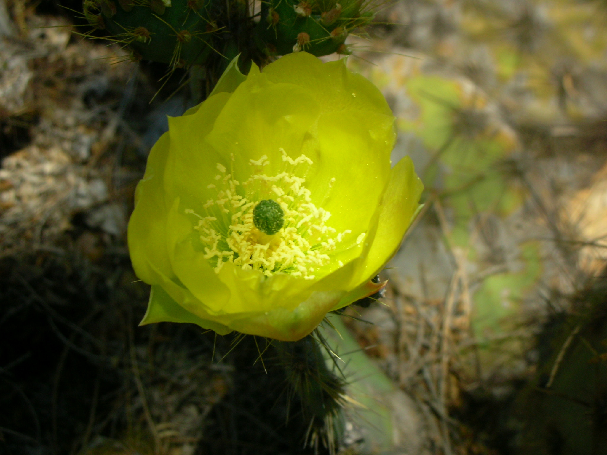Nikon COOLPIX S3 sample photo. Flor de desierto photography