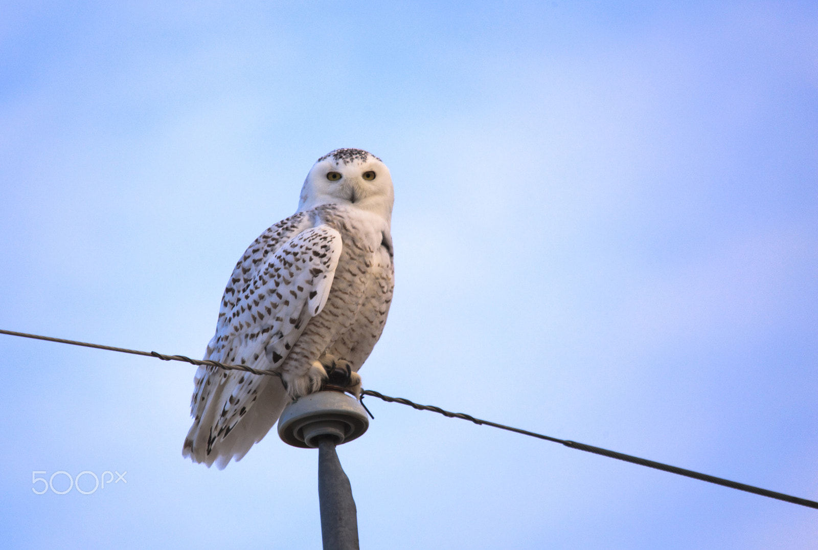 Sigma 150-500mm F5-6.3 DG OS HSM sample photo. Owl photography