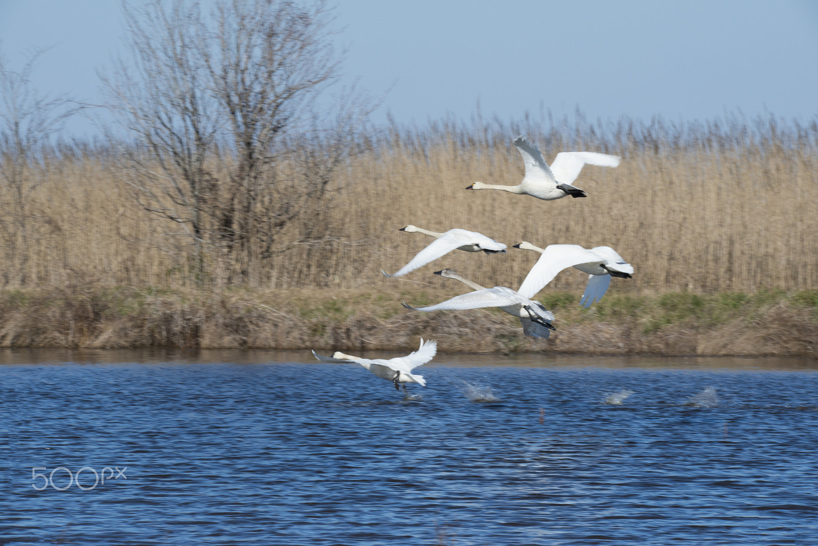 Sigma 150-600mm F5-6.3 DG OS HSM | S sample photo. Tundra swan is taking off photography