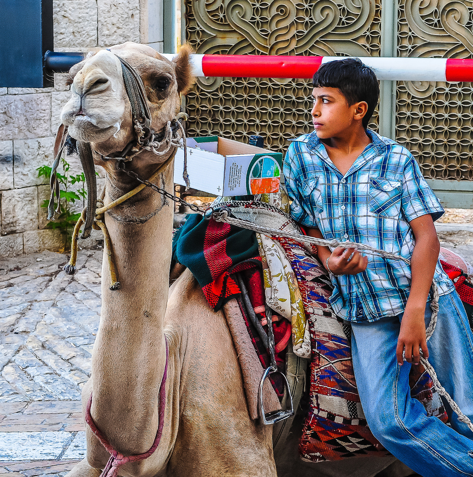 Nikon AF-S Nikkor 28-70mm F2.8 ED-IF sample photo. Boy and camel photography