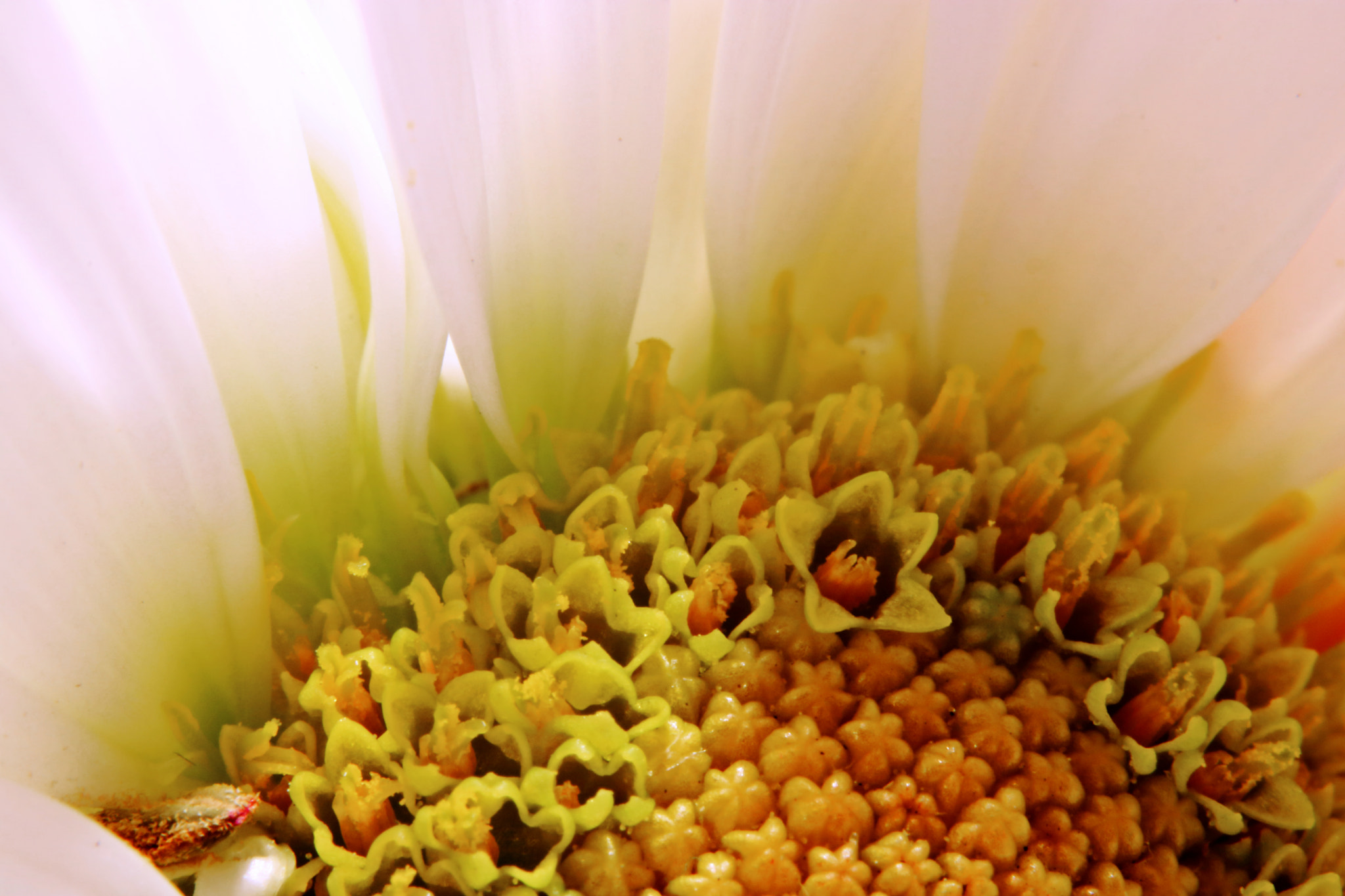 Canon EOS 760D (EOS Rebel T6s / EOS 8000D) sample photo. Yellow and white photography