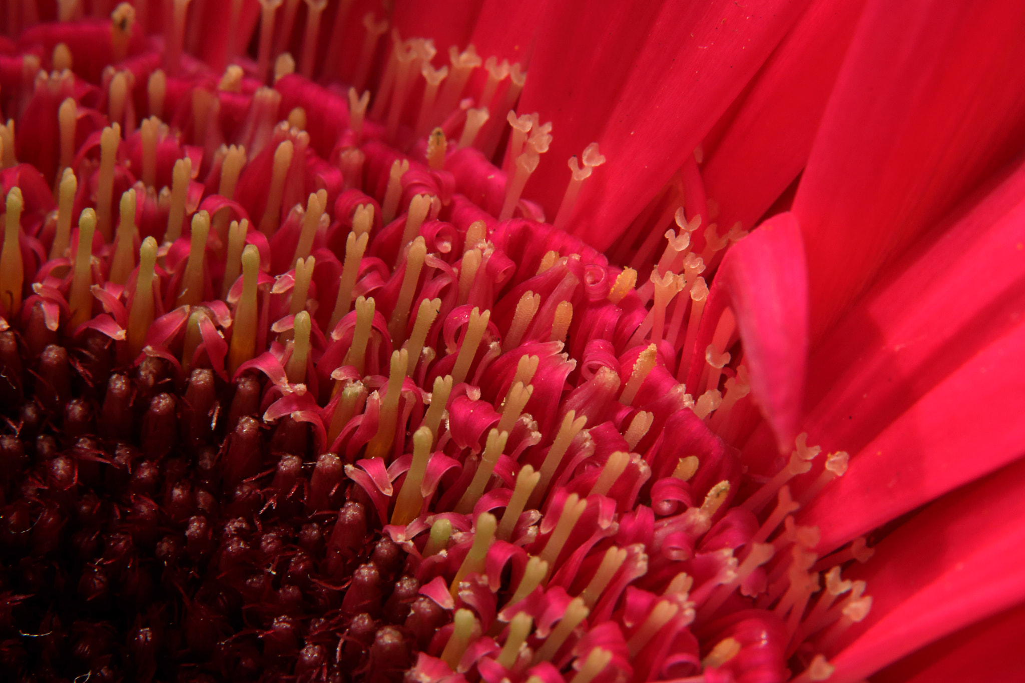 Canon EOS 760D (EOS Rebel T6s / EOS 8000D) sample photo. Pink and yellow photography