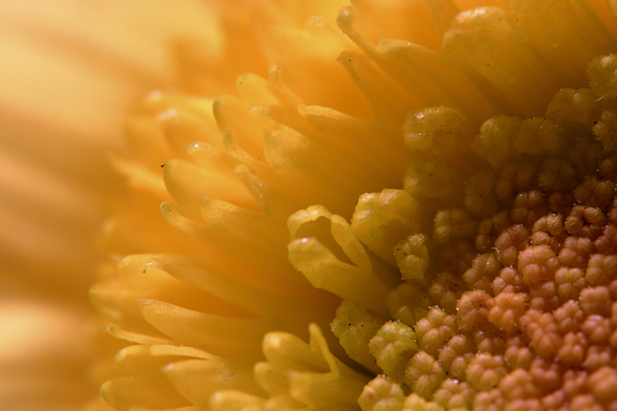 Canon EOS 760D (EOS Rebel T6s / EOS 8000D) sample photo. Yellow photography