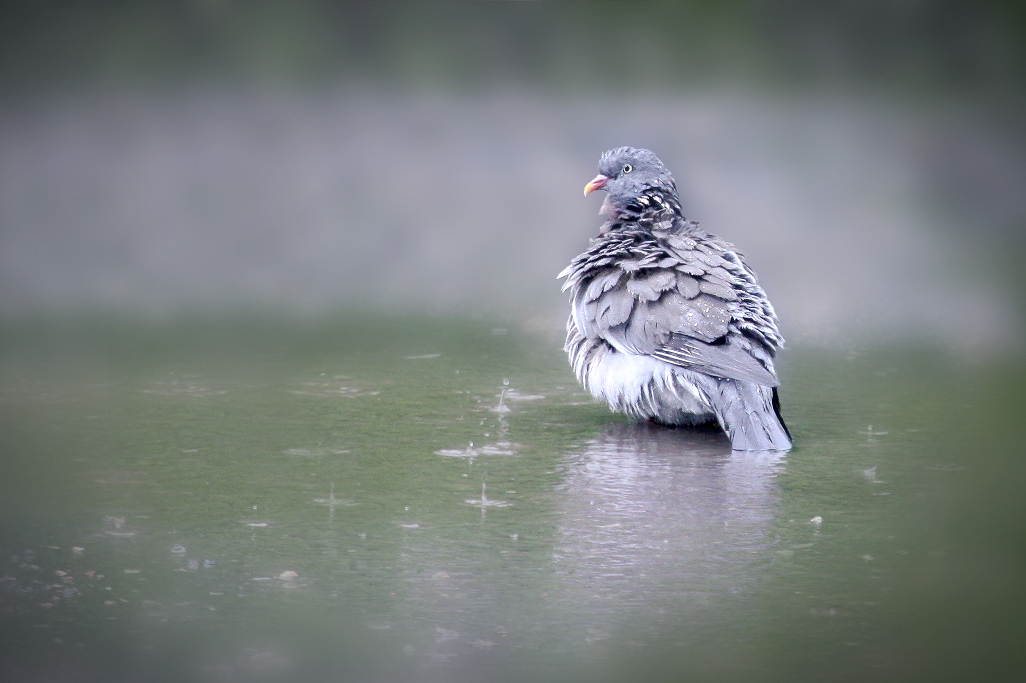 Canon EF 70-300mm F4-5.6 IS USM sample photo. Morning bath photography