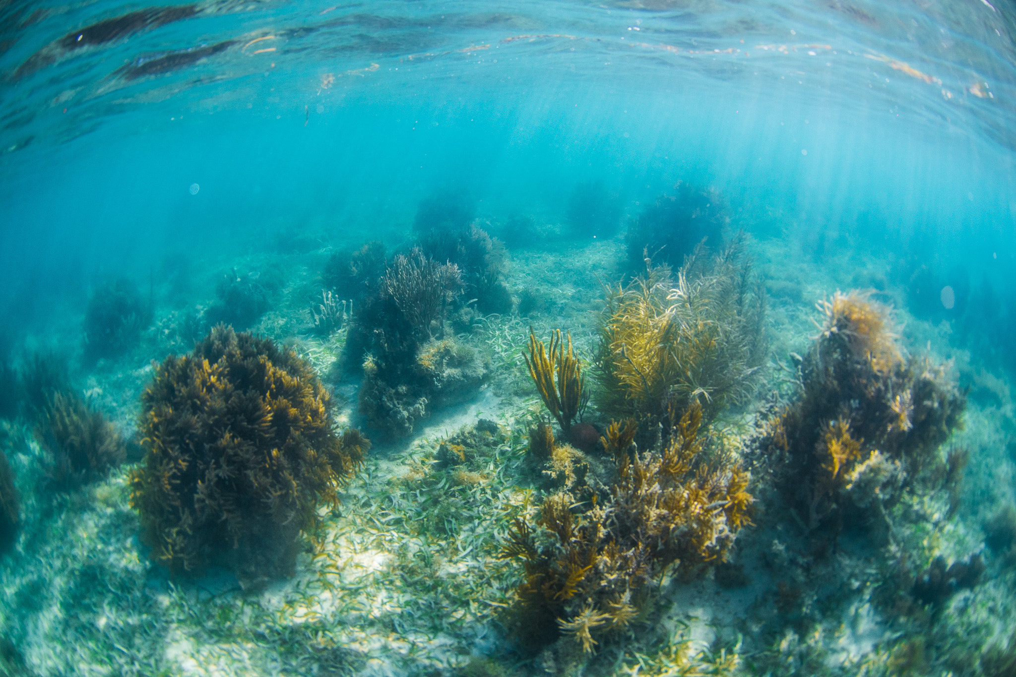 Nikon AF DX Fisheye-Nikkor 10.5mm F2.8G ED sample photo. Sea garden photography