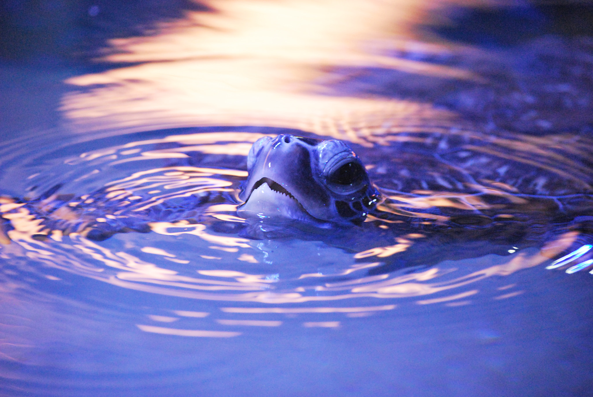 Nikon D60 sample photo. Breaking the surface photography
