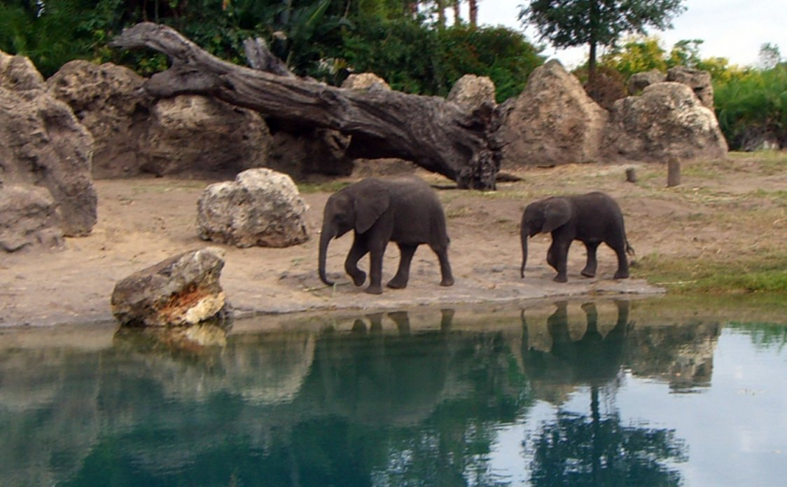 CASIO EX-S500 sample photo. Baby african elephants on animal kingdom safari photography
