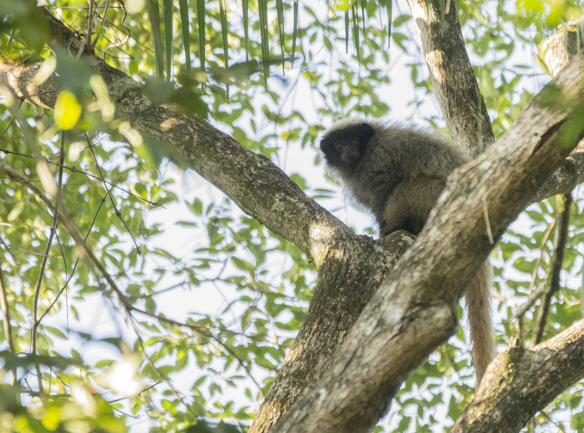 Sony 70-400mm F4-5.6 G SSM II sample photo. Callicebus personatus photography