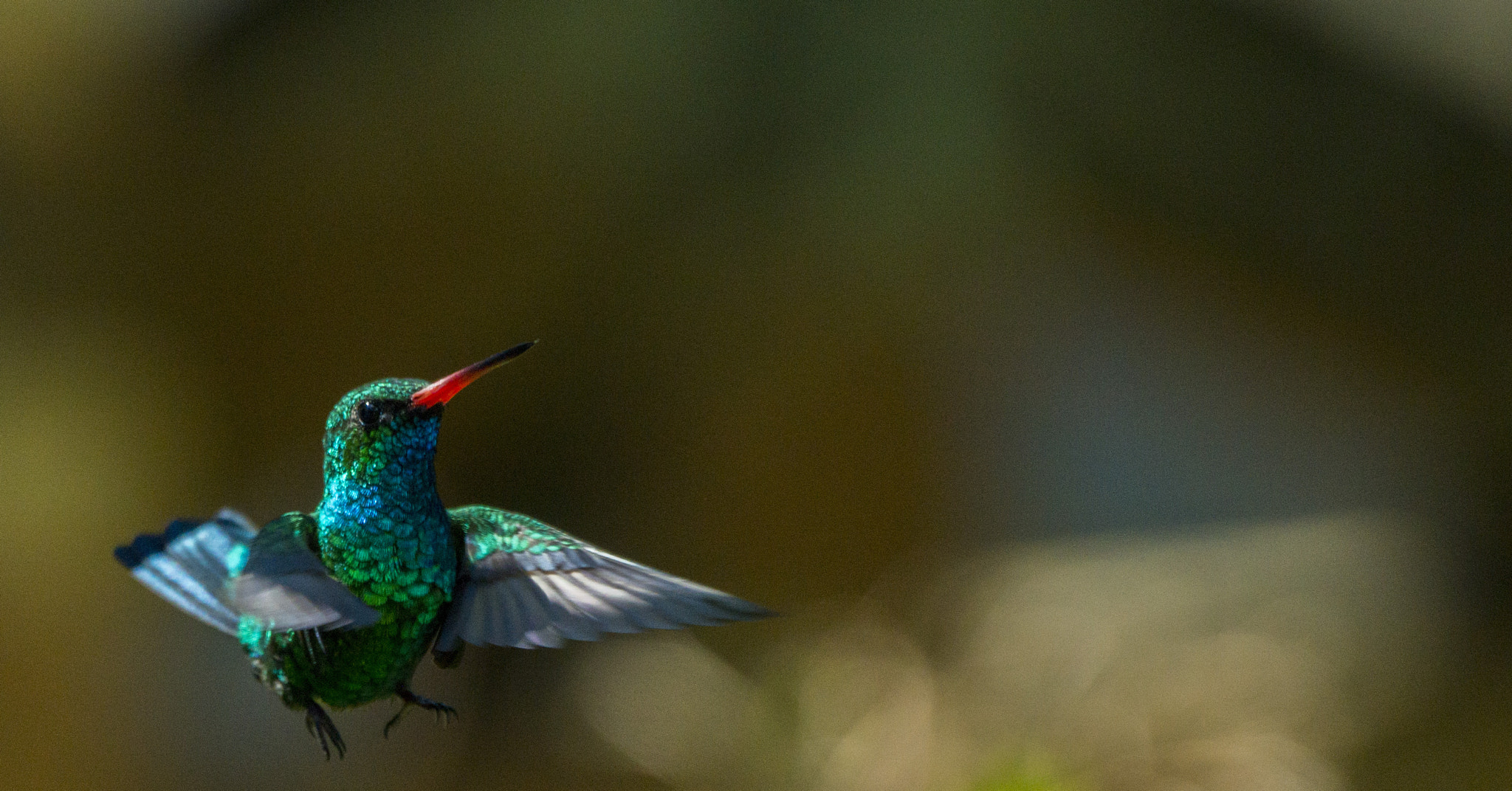 Sony 70-400mm F4-5.6 G SSM II sample photo. Glittering-bellied emerald photography