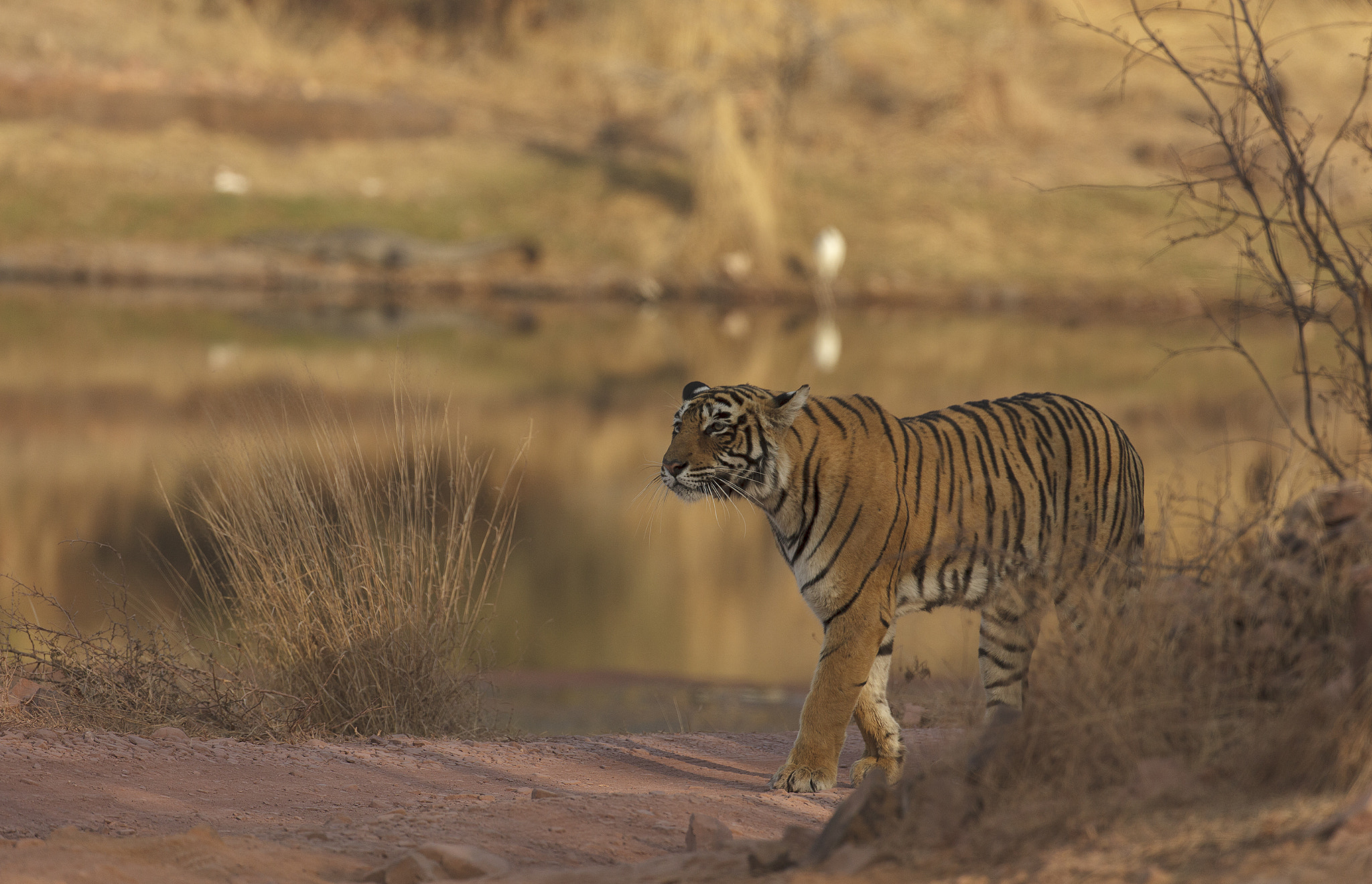Canon EOS 5D Mark II + Canon EF 200-400mm F4L IS USM Extender 1.4x sample photo. Tiger on the stroll photography