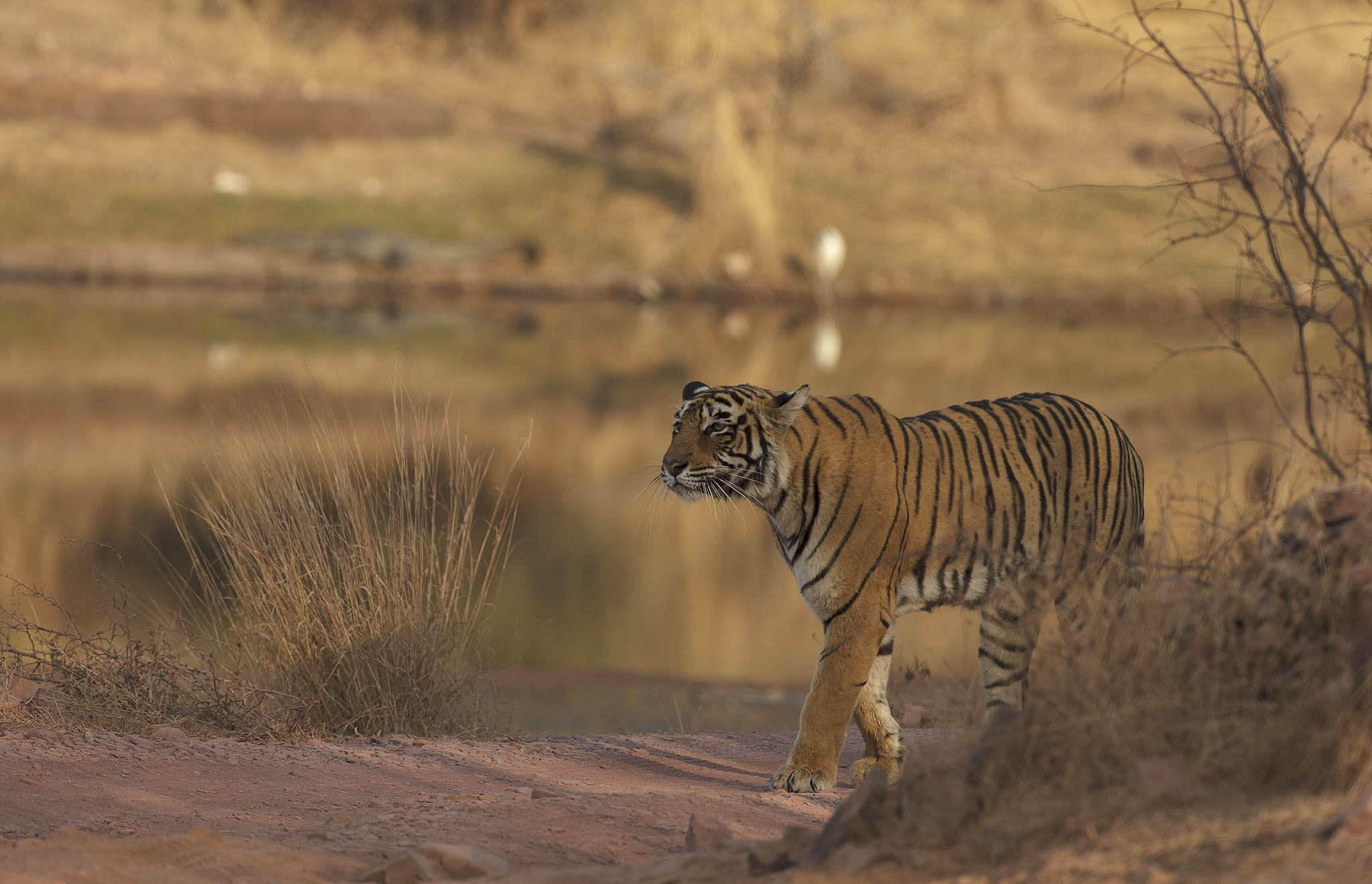 Canon EF 200-400mm F4L IS USM Extender 1.4x sample photo. Tiger on the stroll photography