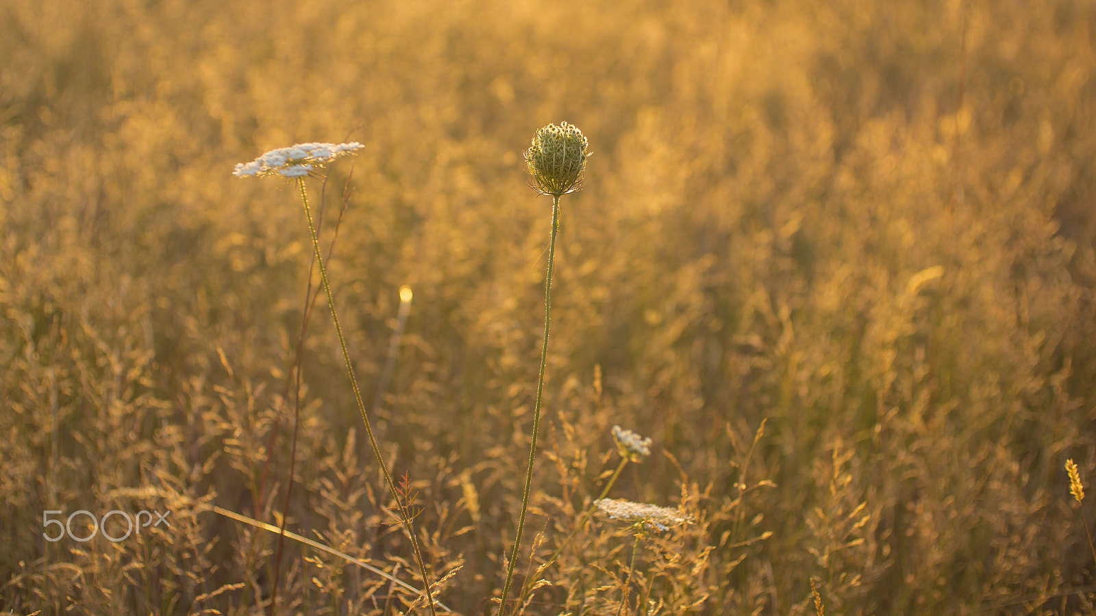 50mm F1.8 sample photo. Pampa el plata photography