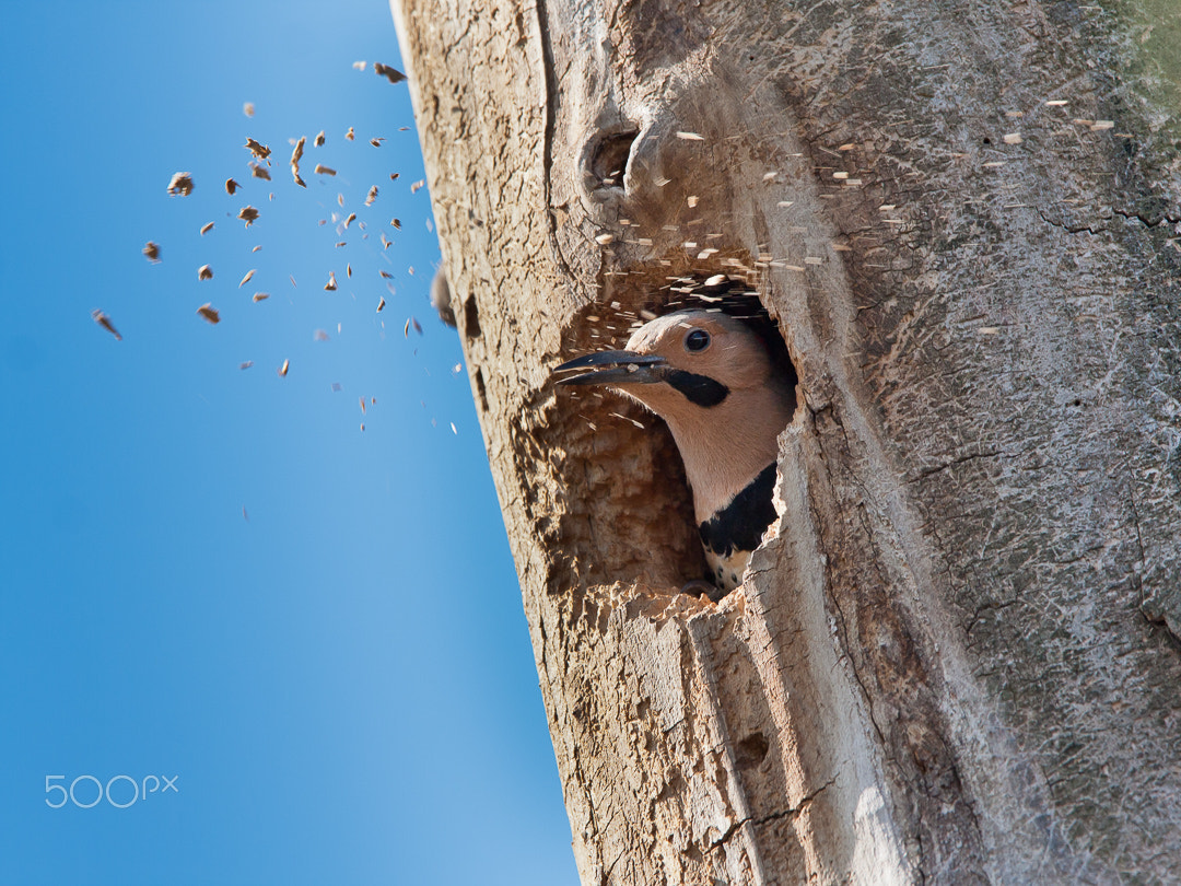 Canon EOS 40D + Canon EF 300mm F2.8L IS USM sample photo. The handyman photography