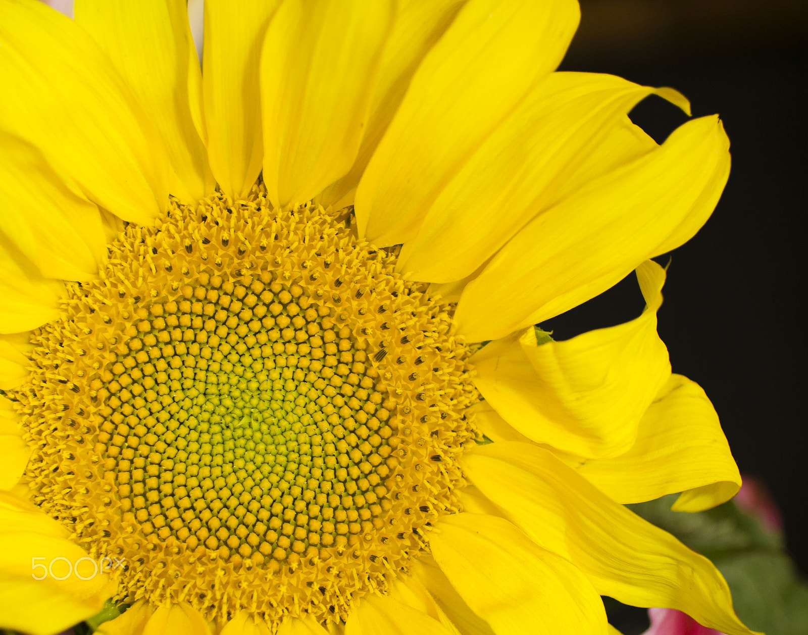 50mm F1.8 sample photo. Sun flower photography