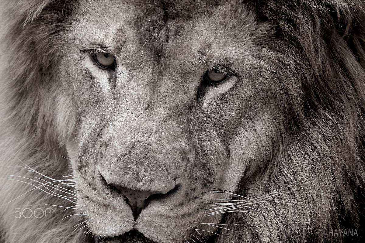 Sigma 150-500mm F5-6.3 DG OS HSM sample photo. Big cat. photography