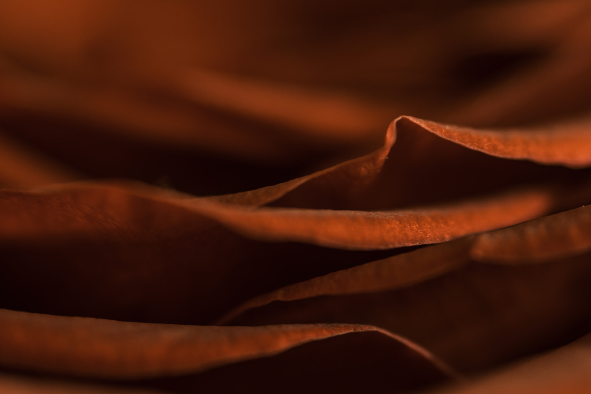 Canon EOS 70D + Sigma 105mm F2.8 EX DG Macro sample photo. Roses are.... photography