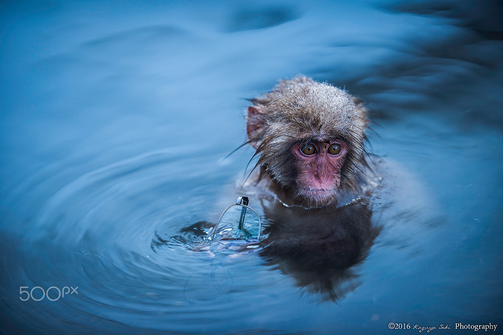 Nikon AF-S Nikkor 200mm F2G ED VR II sample photo. Snowmonkey photography