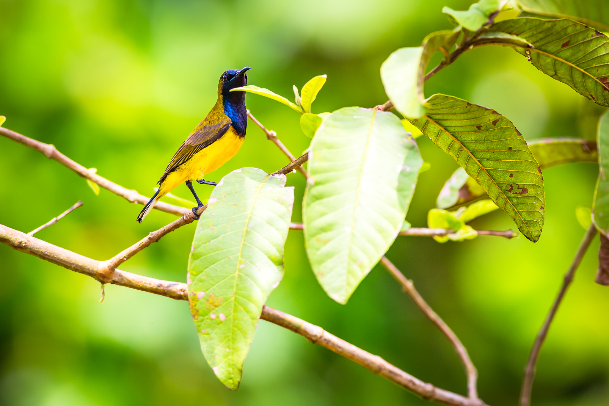 Canon EOS 6D + Canon EF 400mm F5.6L USM sample photo. Olive-backed sunbird photography