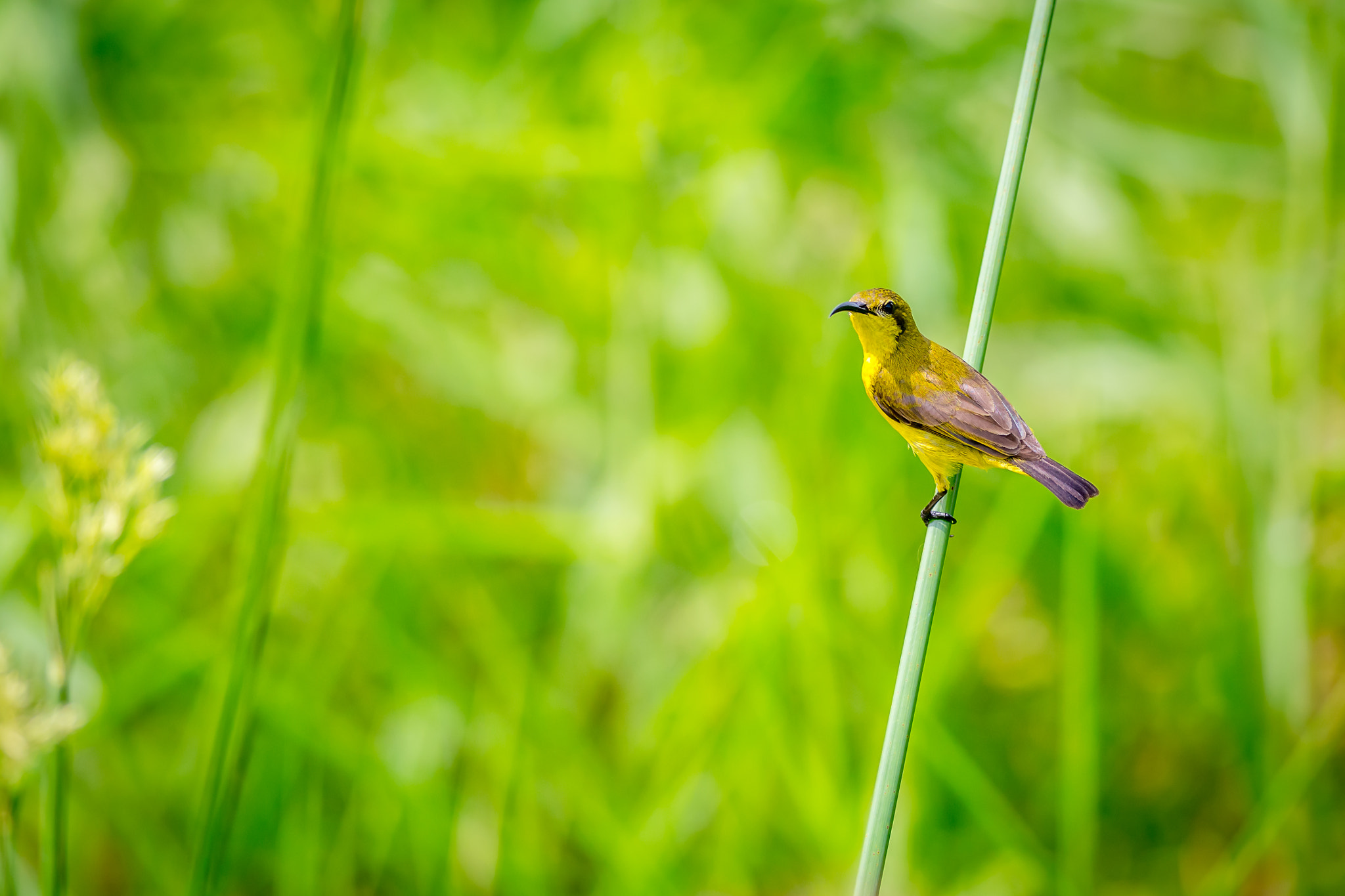 Canon EOS 6D + Canon EF 400mm F5.6L USM sample photo. Olive-backed sunbird photography