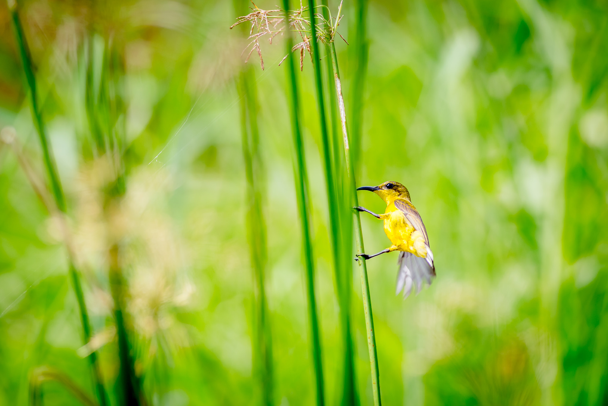 Canon EOS 6D + Canon EF 400mm F5.6L USM sample photo. Olive-backed sunbird photography