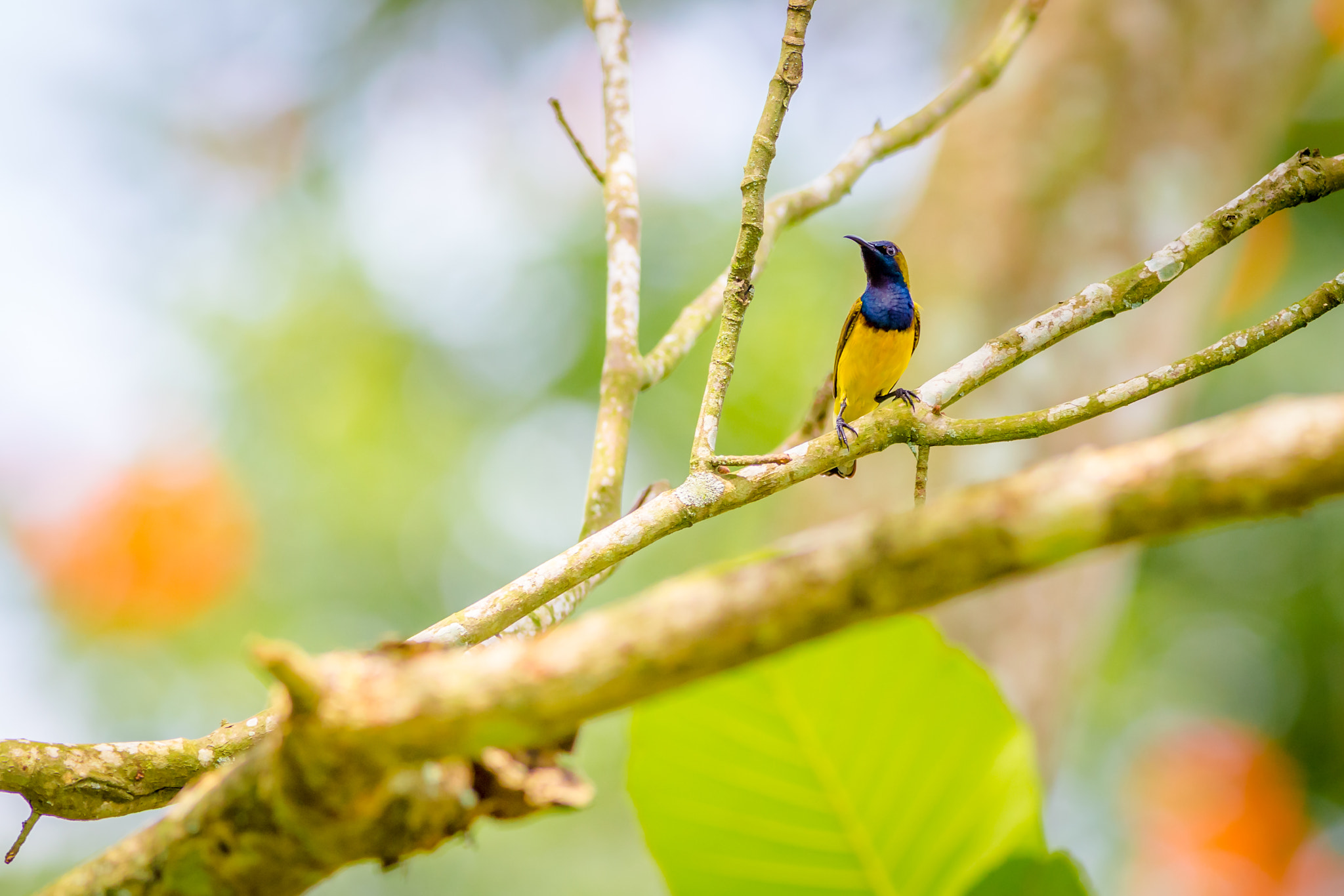 Canon EOS 6D + Canon EF 400mm F5.6L USM sample photo. Olive-backed sunbird photography