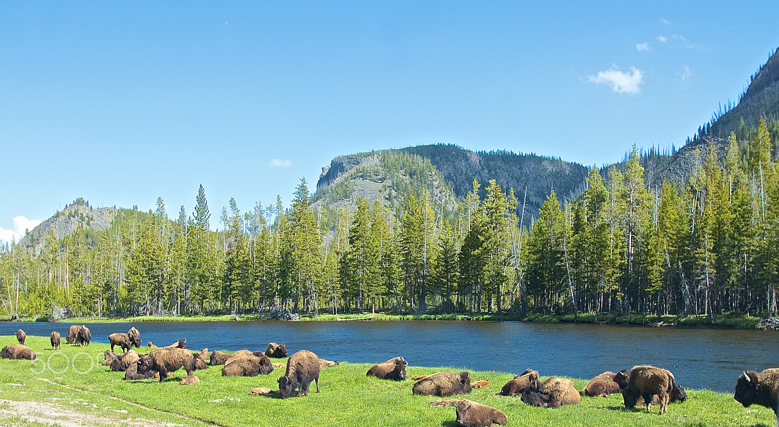 Canon EF 16-35mm F2.8L II USM sample photo. Buffalo photography