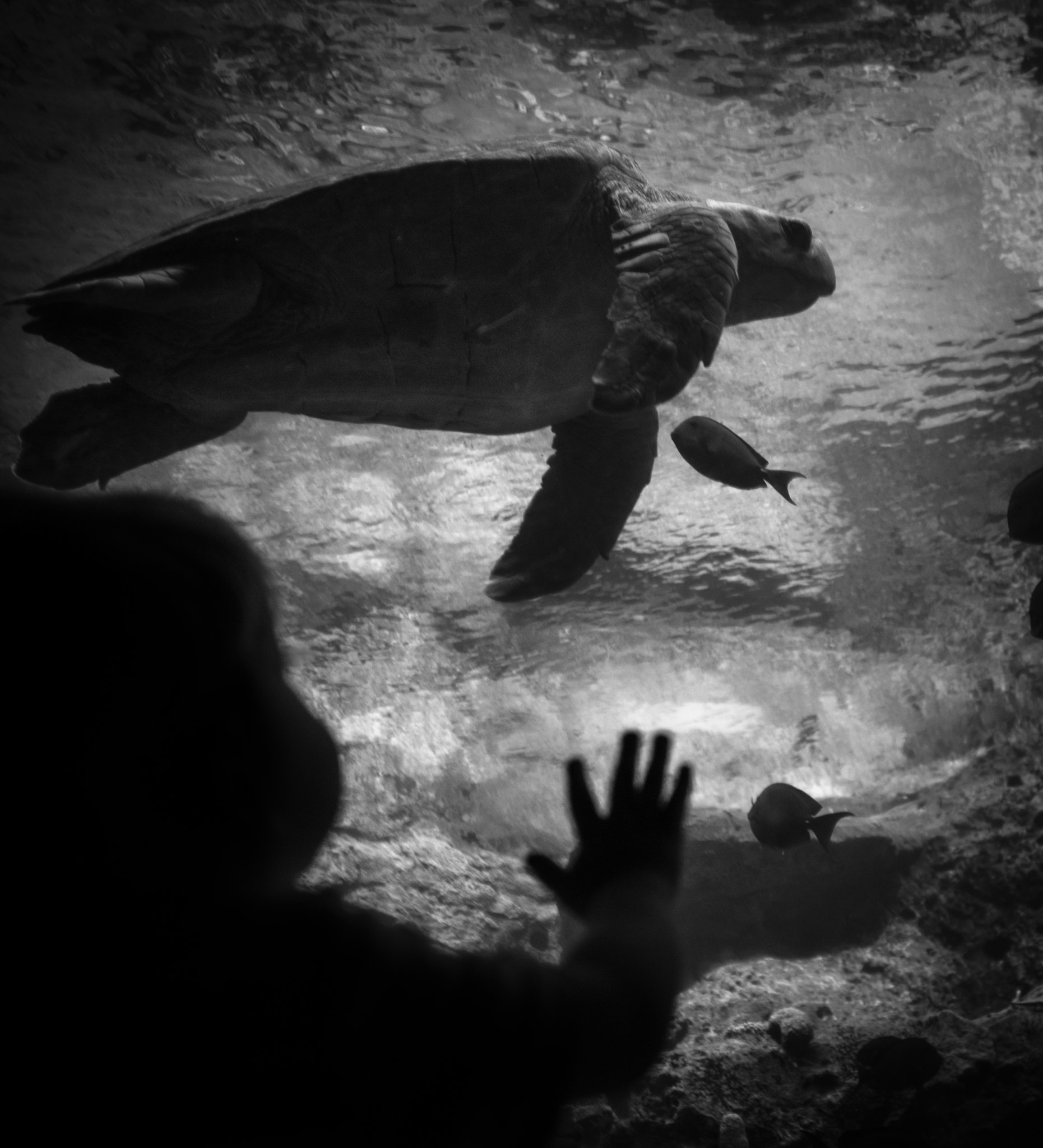 Olympus OM-D E-M1 + Olympus M.Zuiko Digital 17mm F1.8 sample photo. Boy and turtle photography