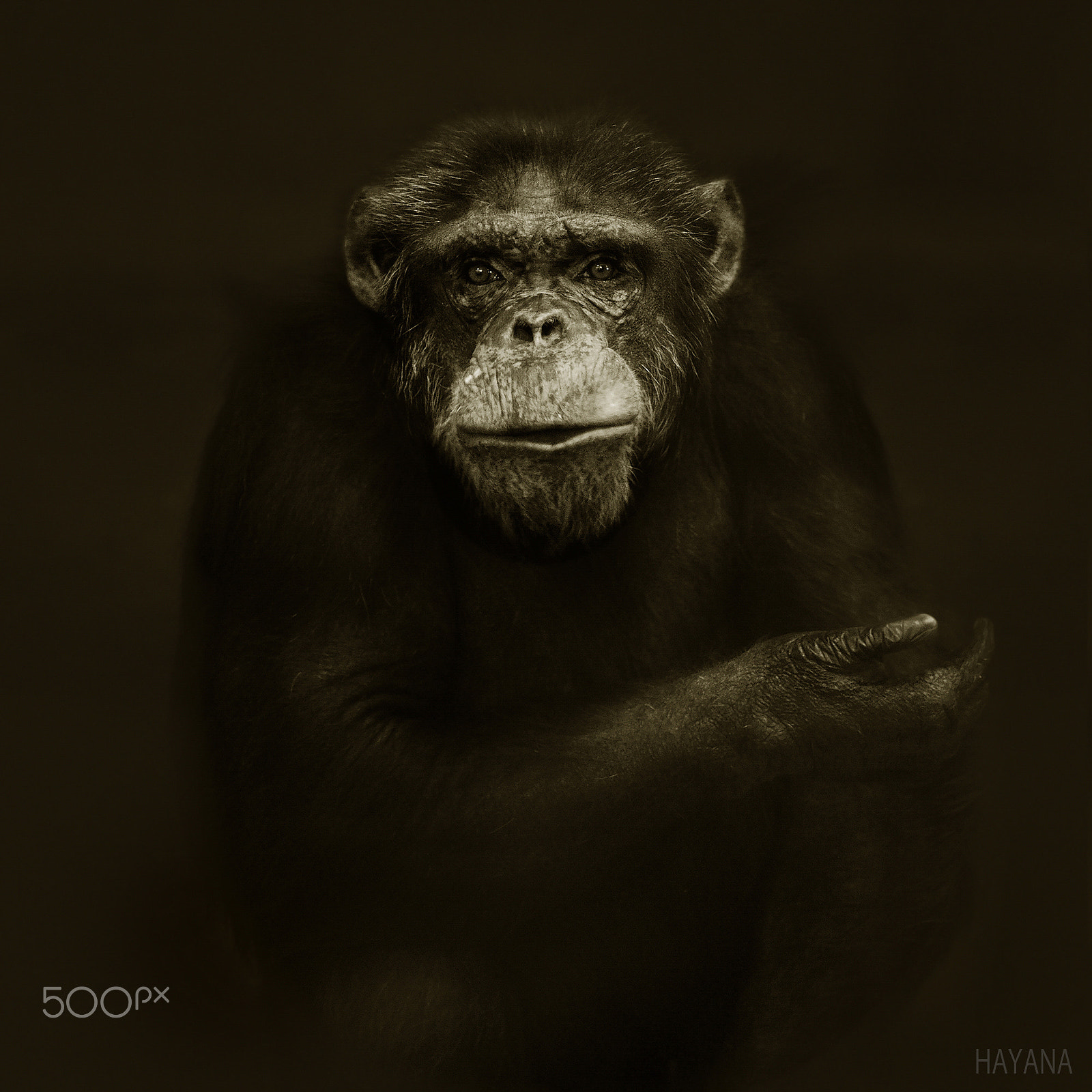 Nikon AF Nikkor 24-85mm F2.8-4D IF sample photo. Chimpanzee. photography