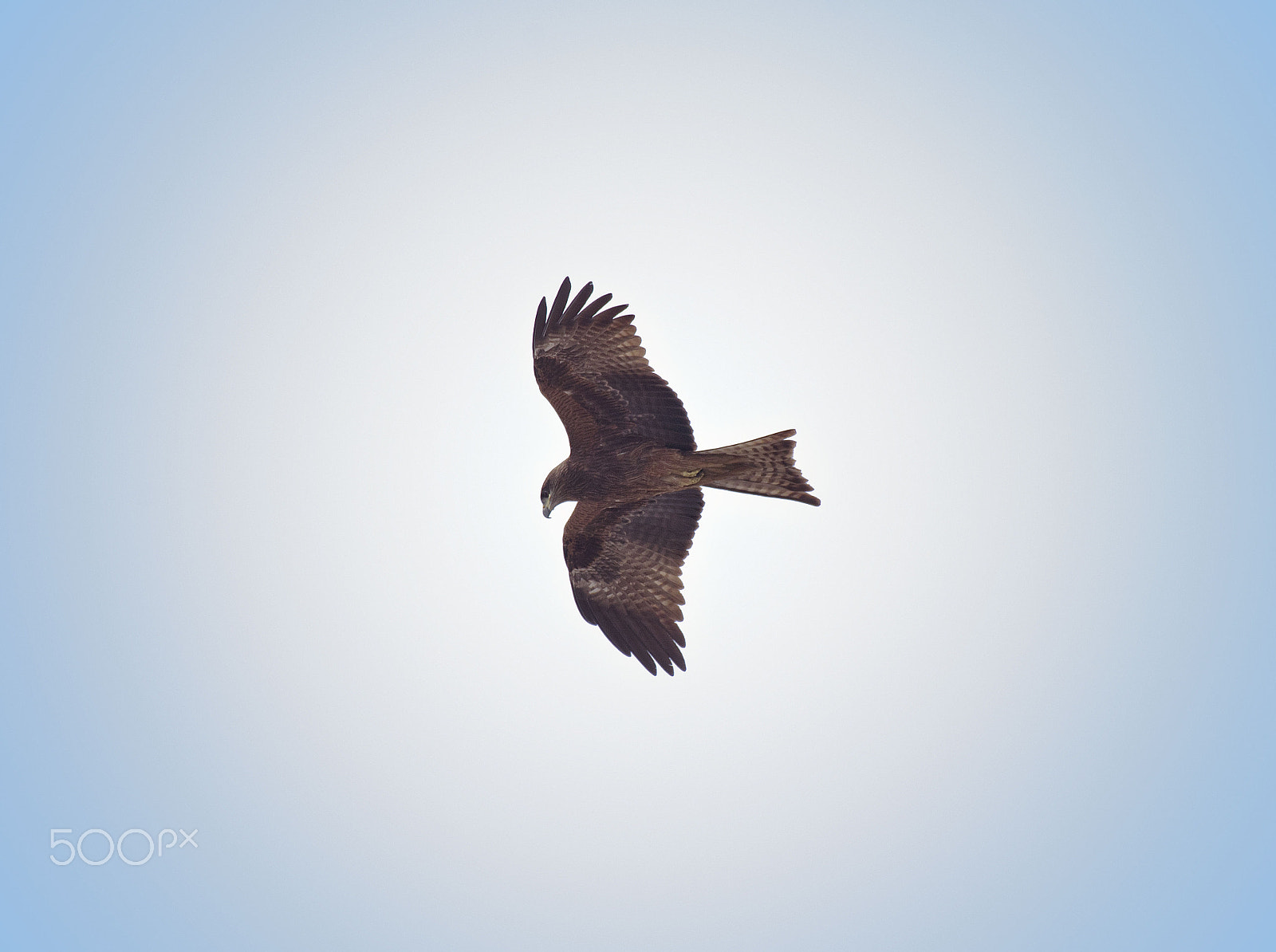 Pentax K-50 + Sigma sample photo. The symbolic bird photography