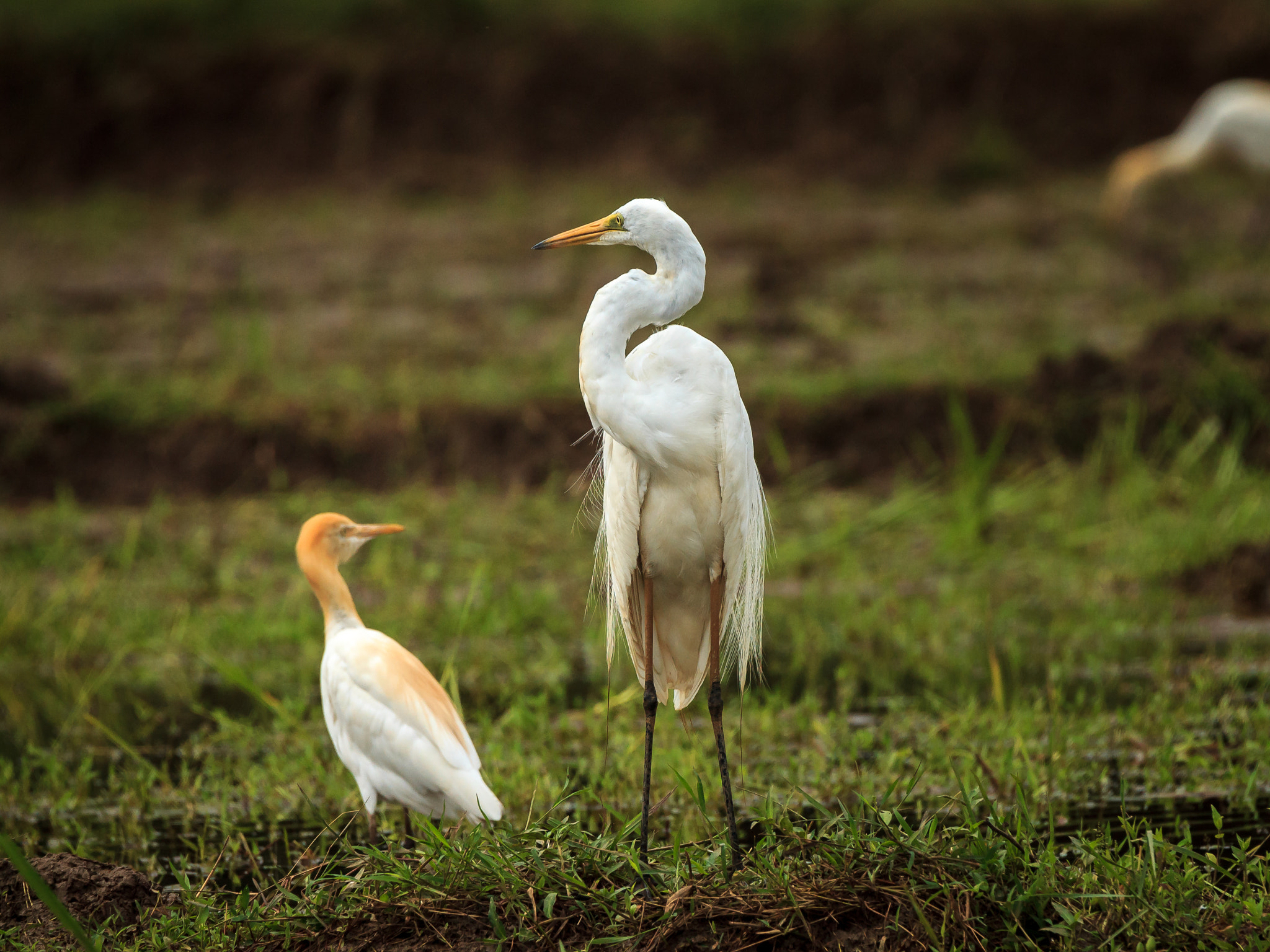Tamron SP 150-600mm F5-6.3 Di VC USD sample photo. So big? photography