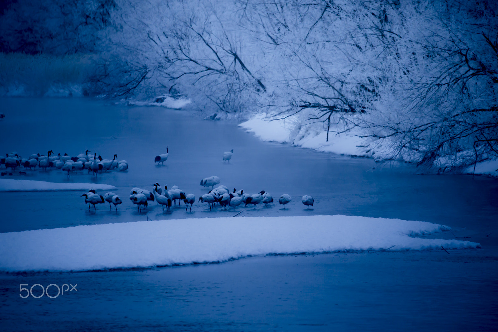 Sigma 150-600mm F5-6.3 DG OS HSM | C sample photo. Sleeping red cranes photography
