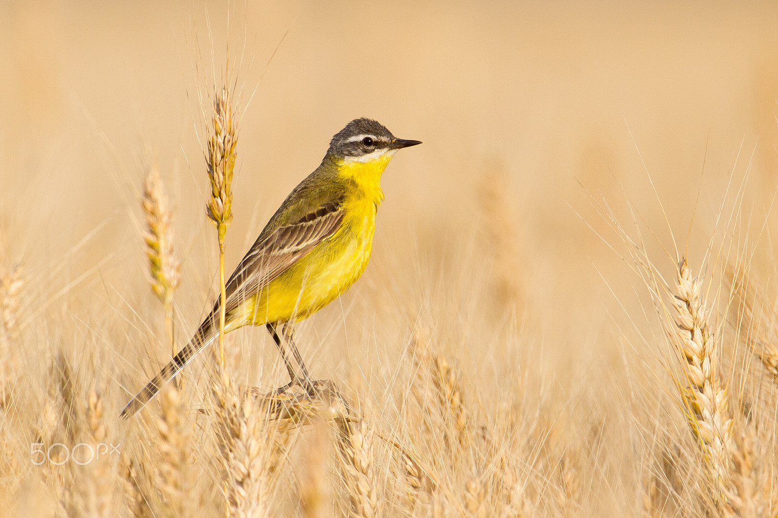 Canon EF 300mm F2.8L IS USM sample photo. Px photography
