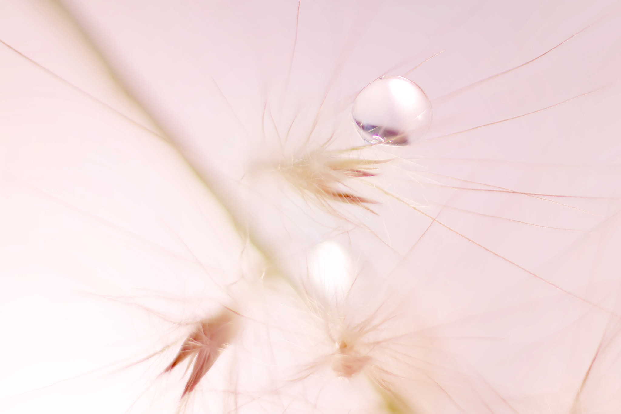Canon EF 50mm F2.5 Macro sample photo. Dreaming photography