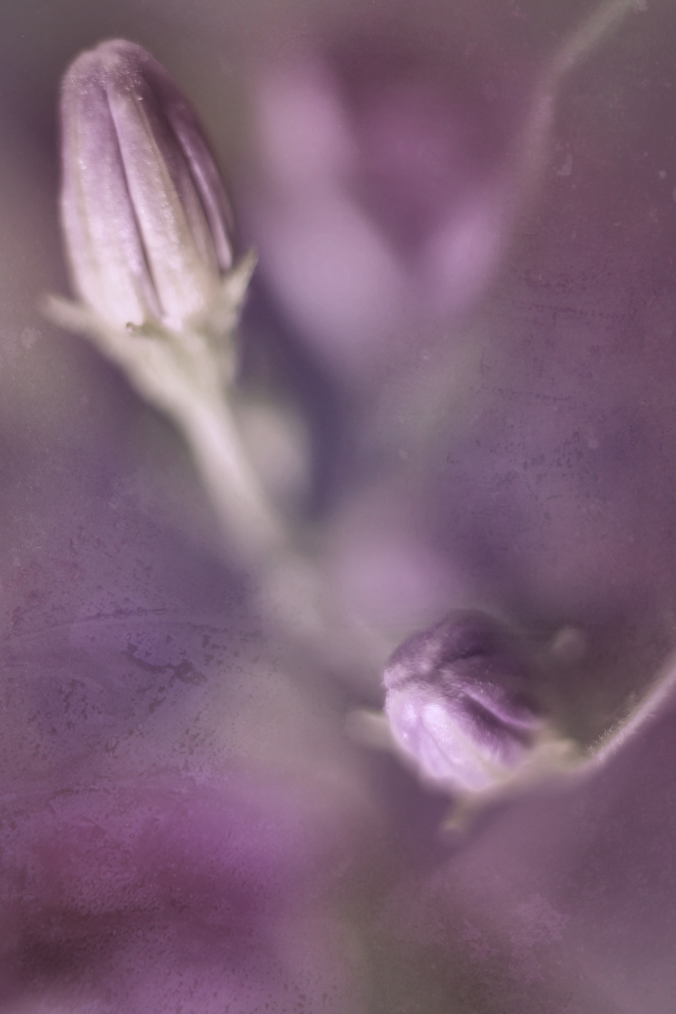 Canon EF 50mm F2.5 Macro sample photo. A certain hue of exigency photography