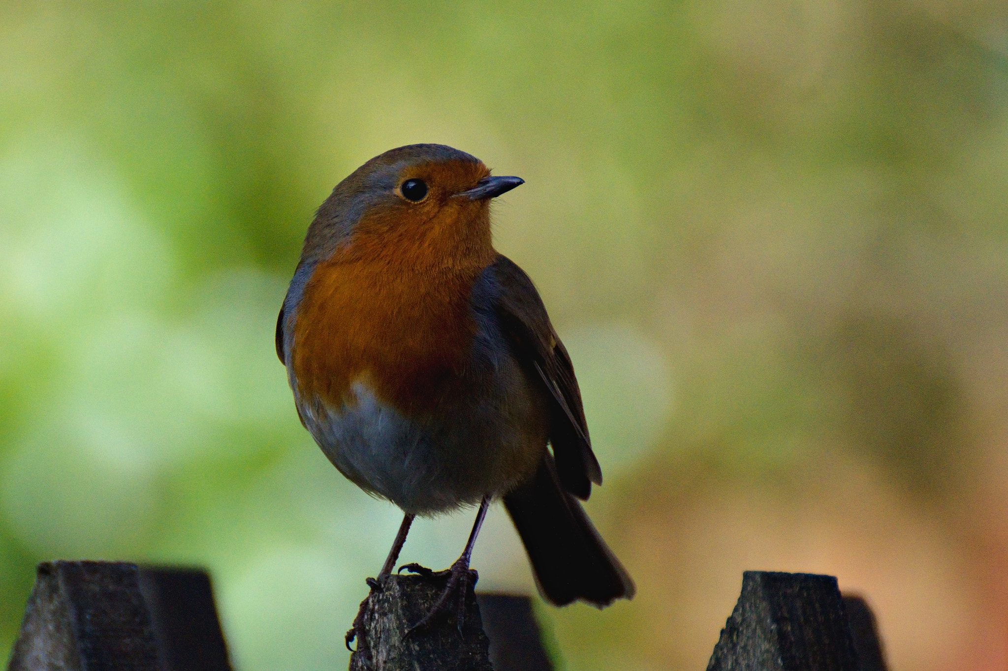 70.00 - 300.00 mm f/4.0 - 5.6 sample photo