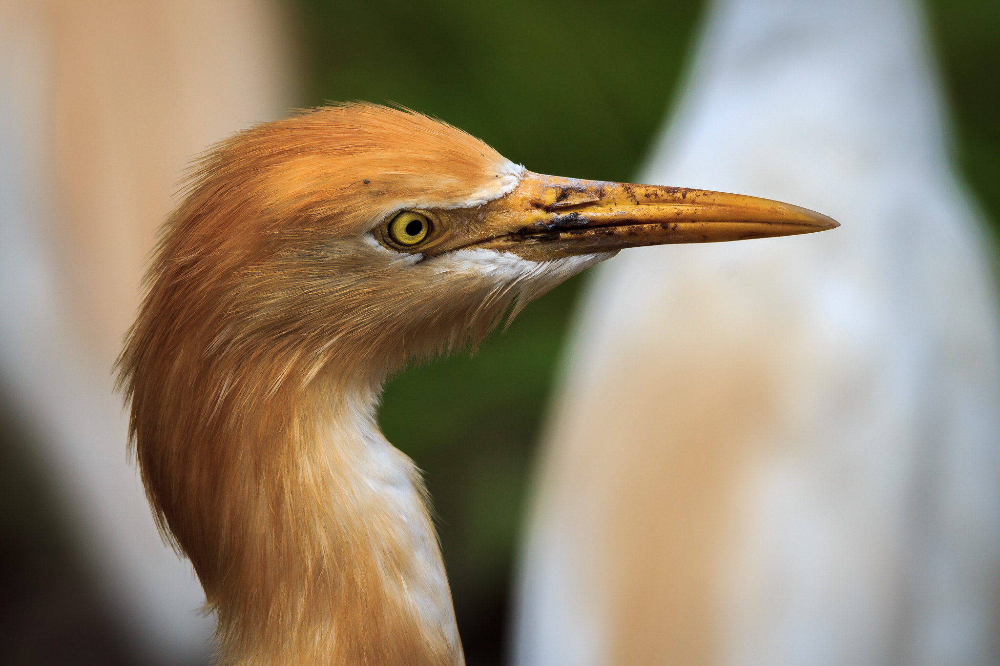 Canon EOS 1100D (EOS Rebel T3 / EOS Kiss X50) + Tamron SP 150-600mm F5-6.3 Di VC USD sample photo. Cattle egret photography