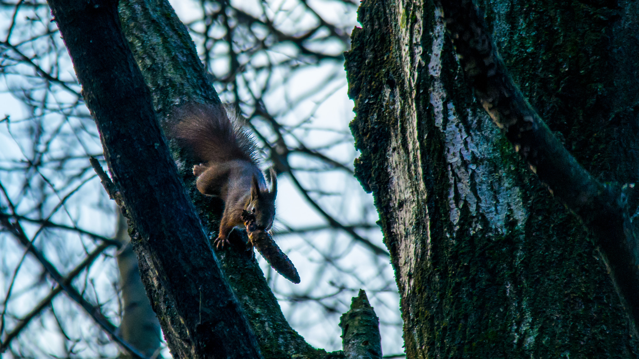 Samsung NX30 + Samsung NX 50-200mm F4-5.6 ED OIS sample photo. Squirrel breakfast time photography