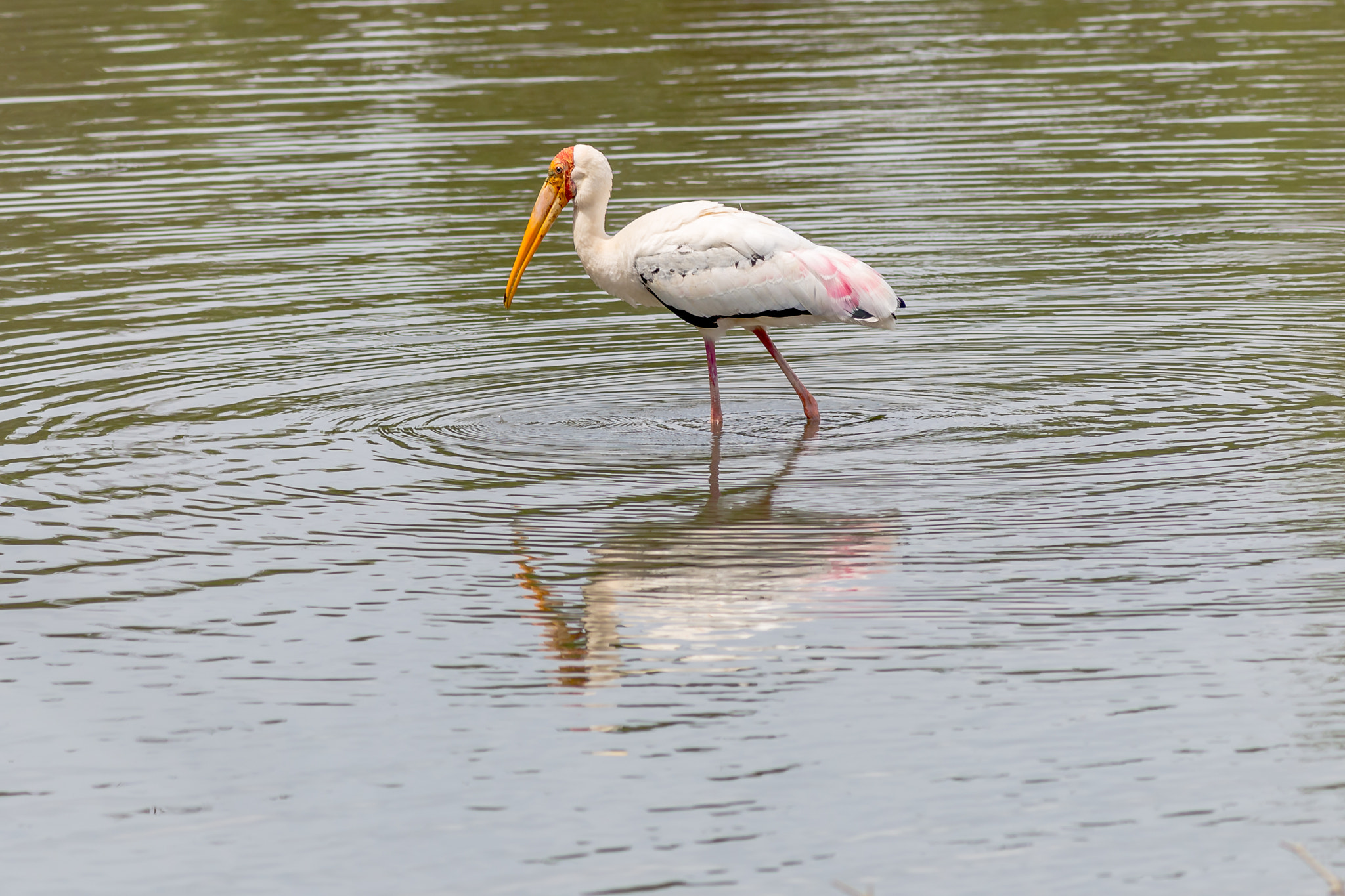 Canon EOS 6D + Canon EF 400mm F5.6L USM sample photo. Painted stork (strolling) photography