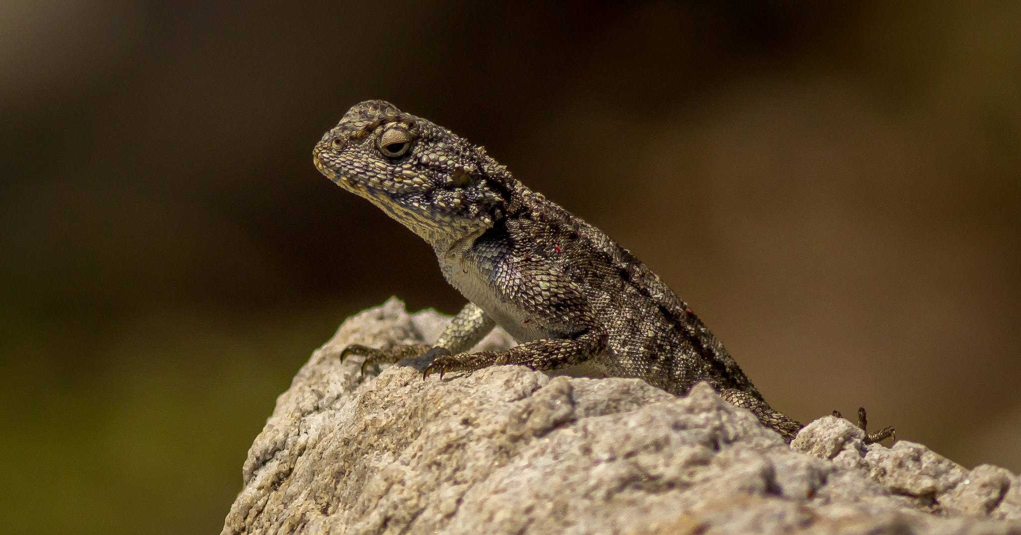 Canon EOS 1200D (EOS Rebel T5 / EOS Kiss X70 / EOS Hi) + Canon EF 400mm F5.6L USM sample photo. Basking agama photography