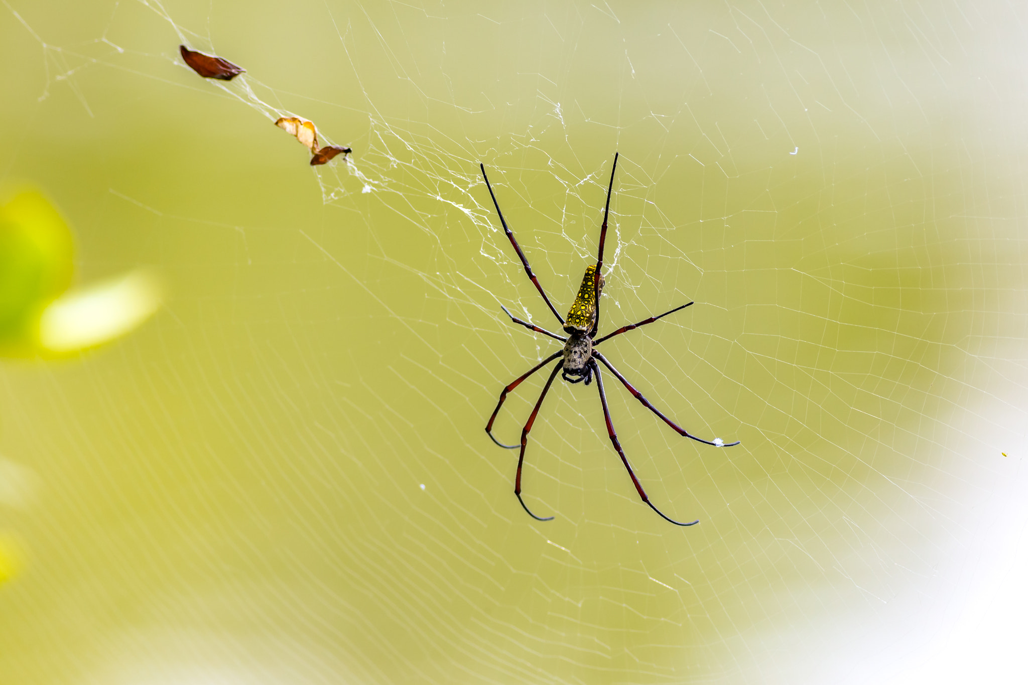 Canon EOS 6D + Canon EF 400mm F5.6L USM sample photo. Golden orb-weavers photography