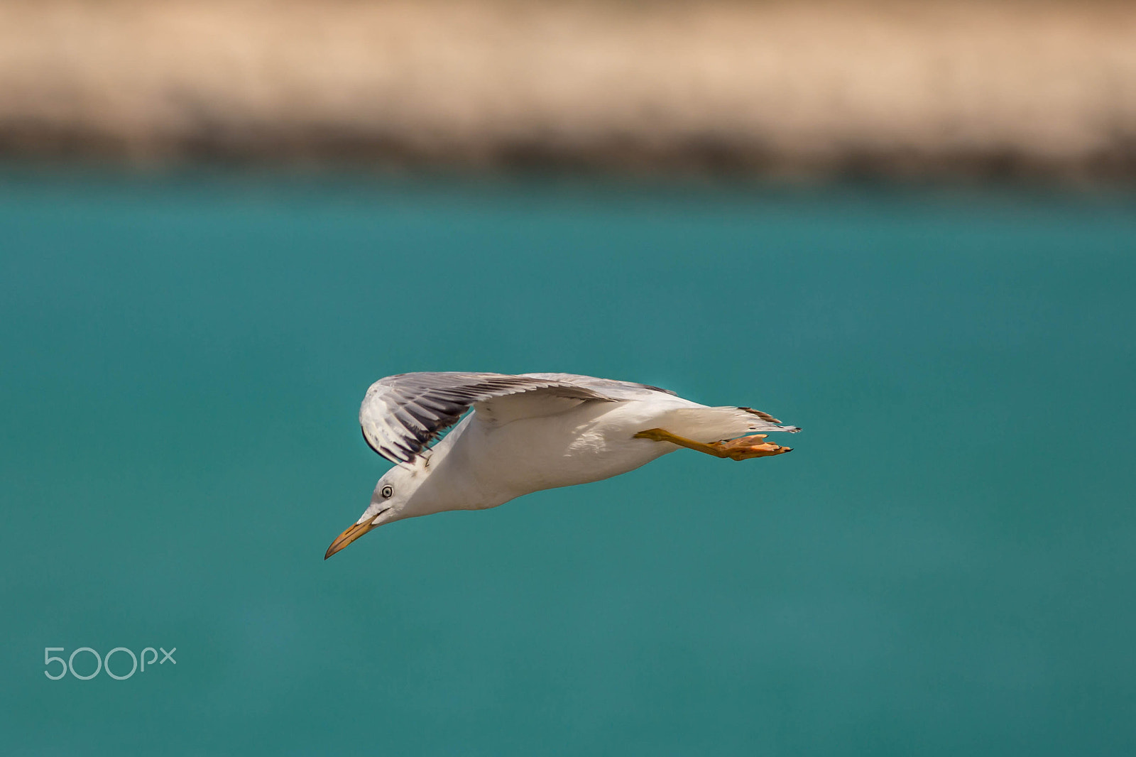 Canon EOS 6D + Canon EF 400mm F5.6L USM sample photo. Slender billed gull photography