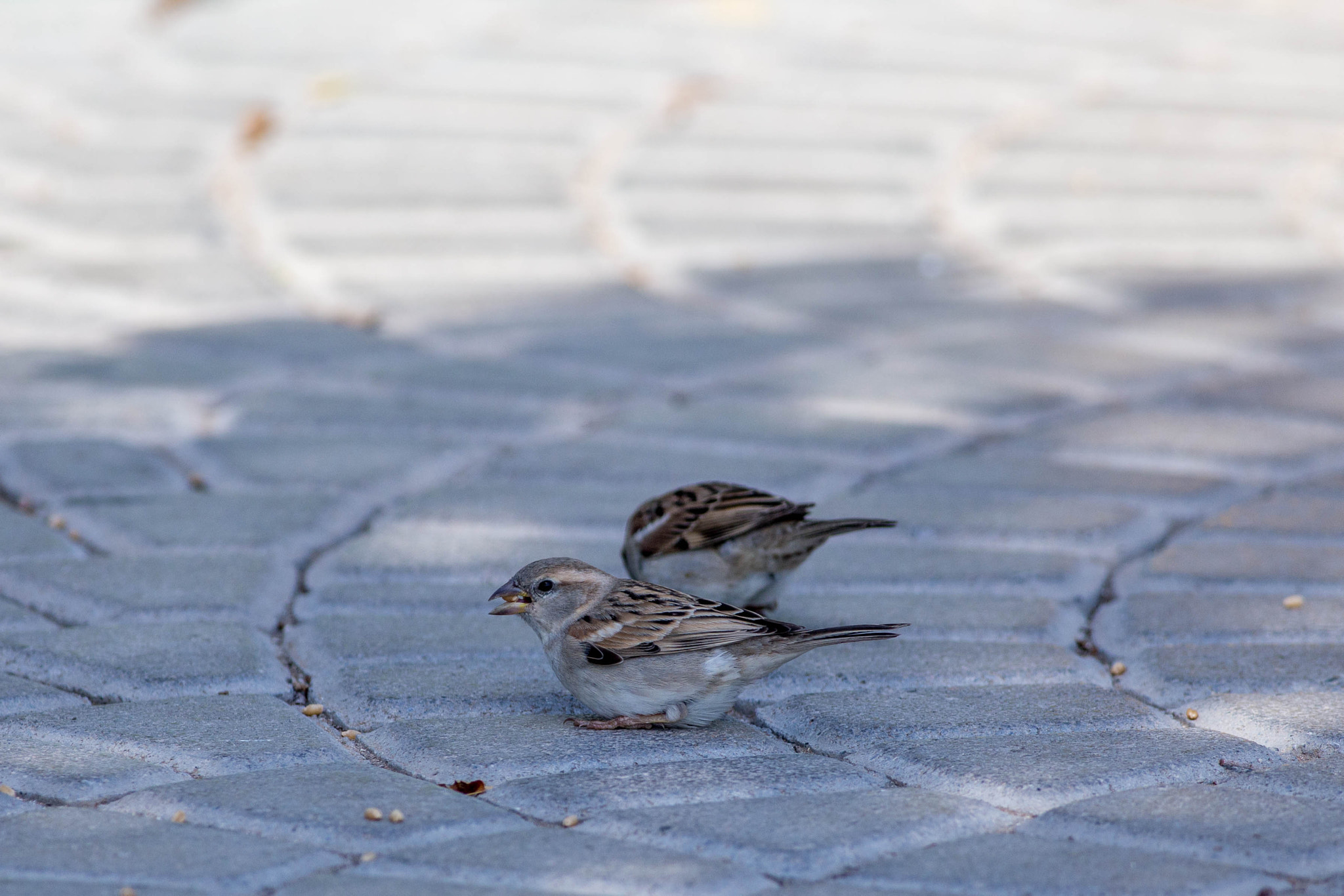 Canon EOS 6D + Canon EF 400mm F5.6L USM sample photo. Domestic sparrow photography