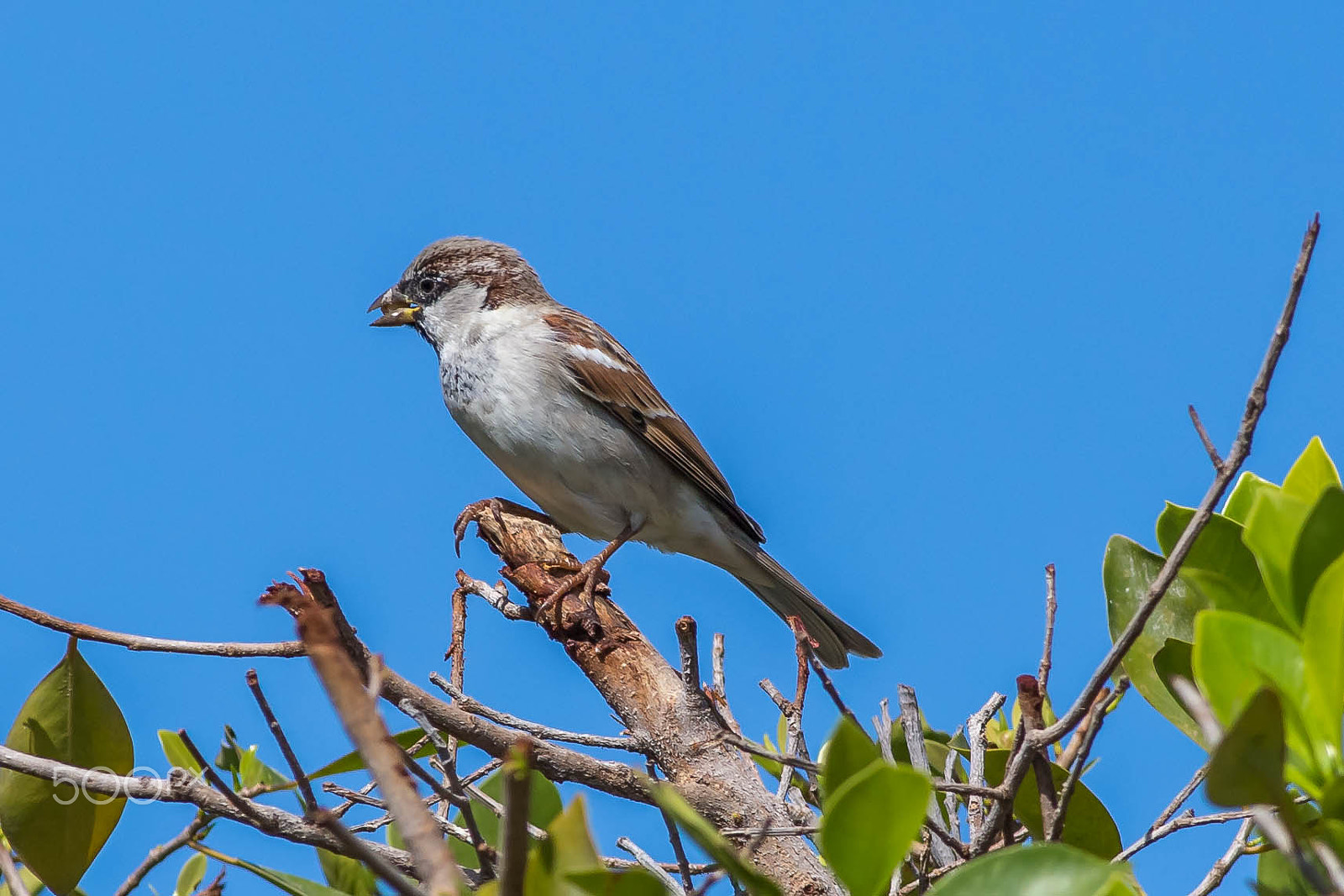 Canon EOS 6D + Canon EF 400mm F5.6L USM sample photo. Domestic sparrow , male photography