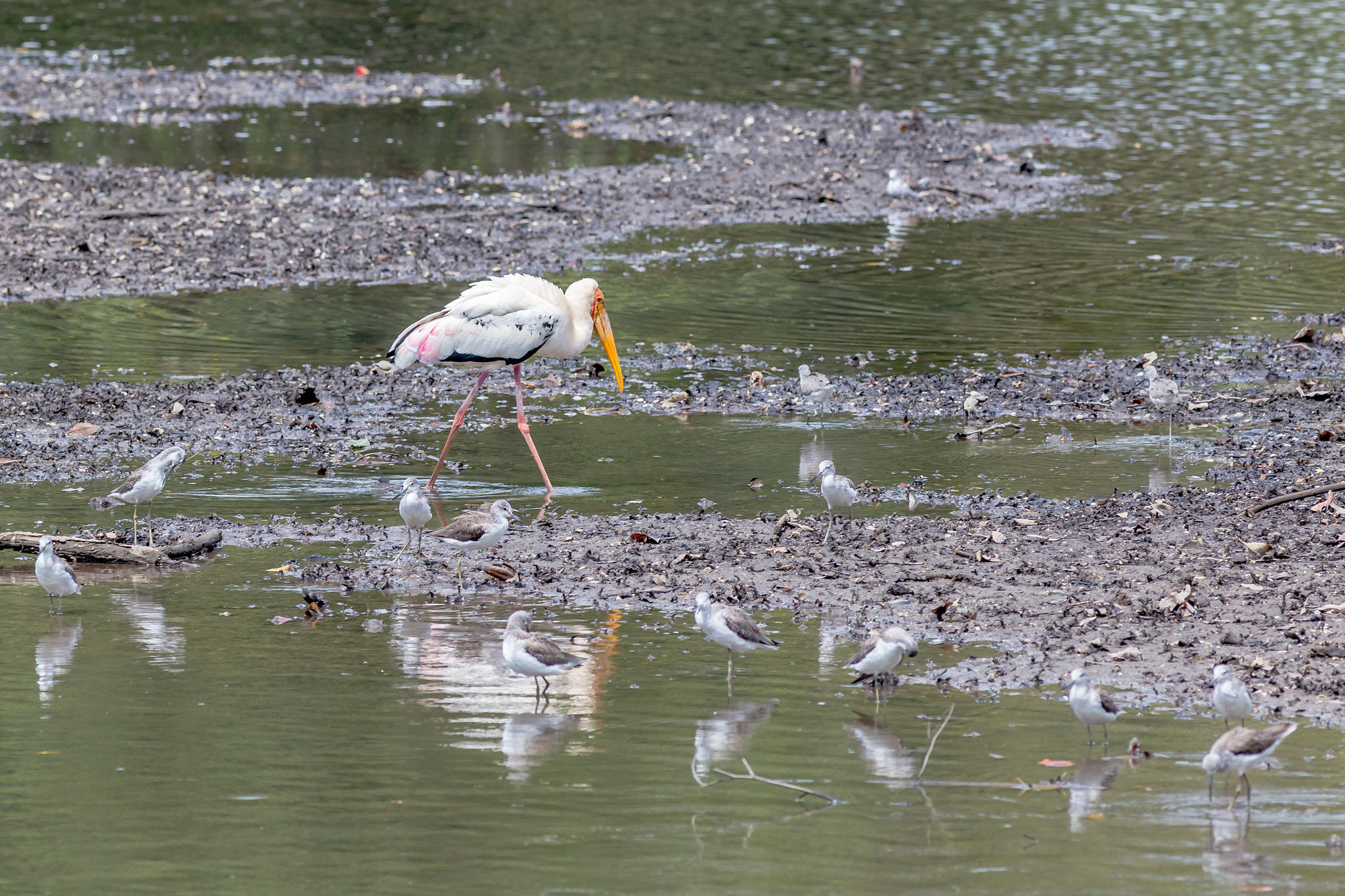 Canon EOS 6D + Canon EF 400mm F5.6L USM sample photo. Painted stork and sandpipers photography