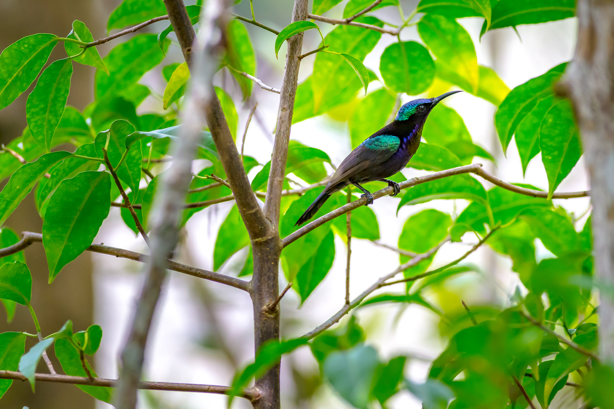 Canon EOS 6D + Canon EF 400mm F5.6L USM sample photo. Copper-throated sunbird photography