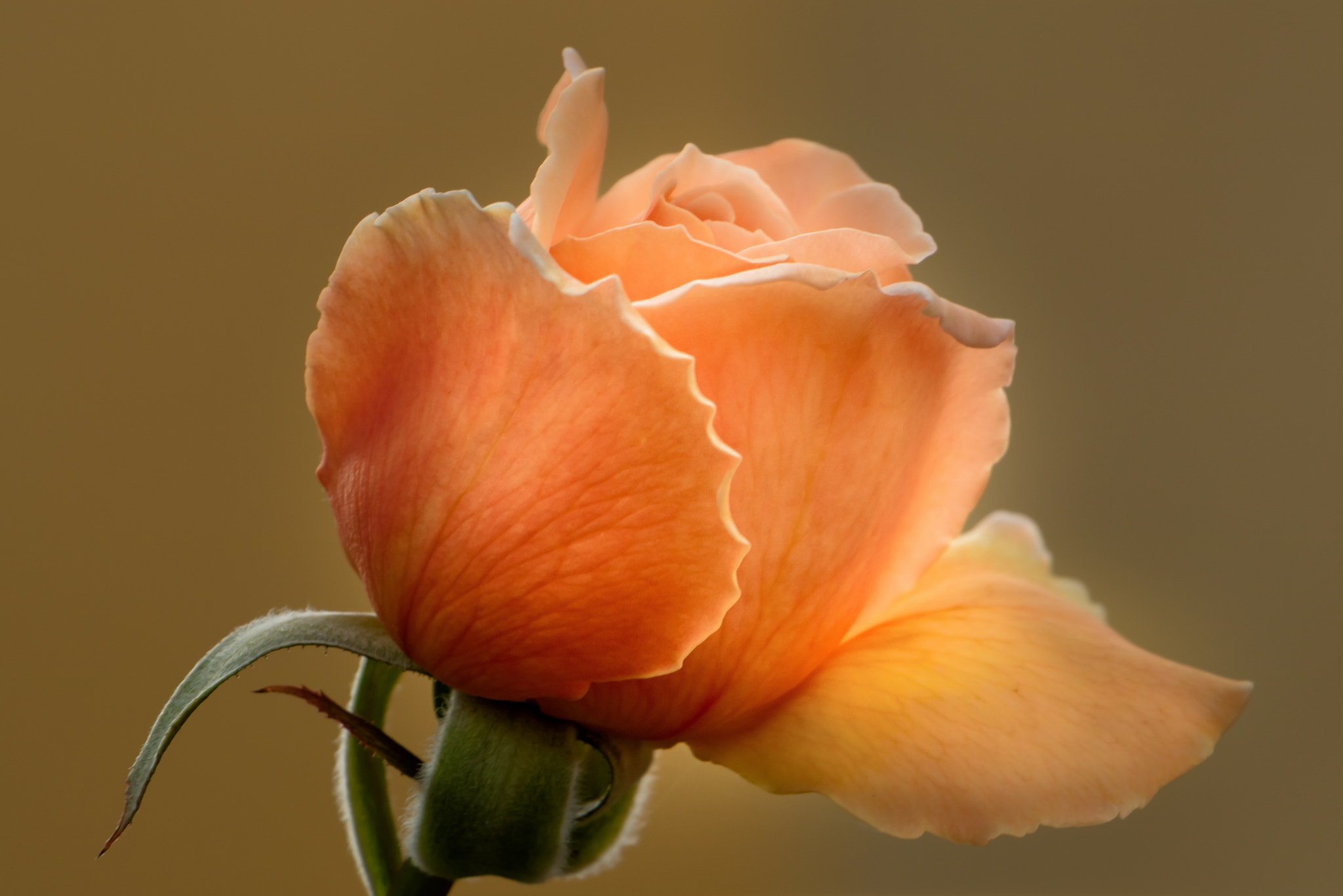 Canon EOS M3 sample photo. Orange perfection photography