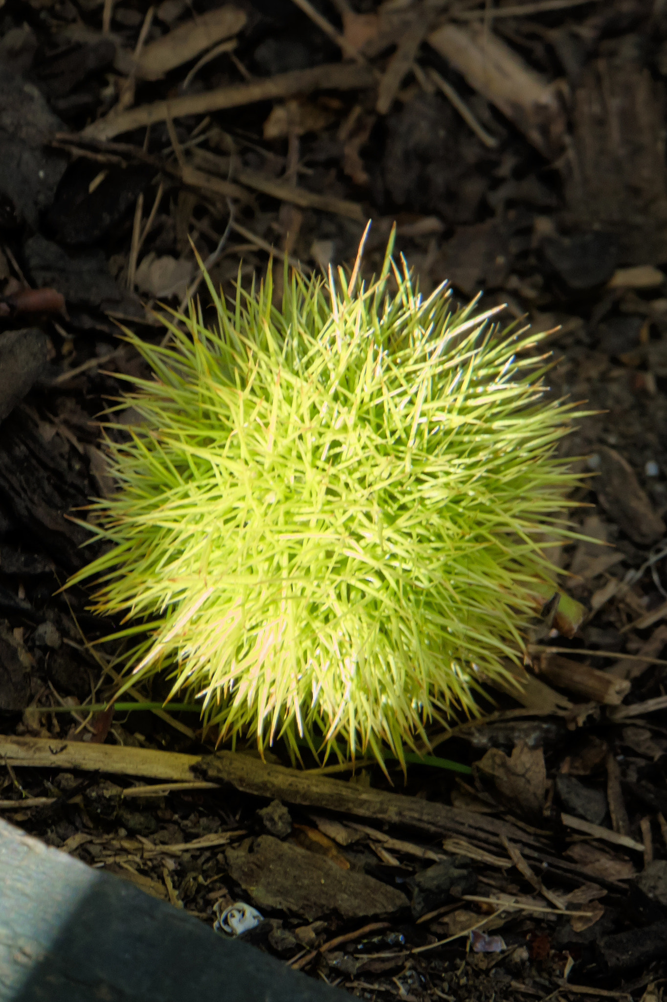 Canon EOS M3 sample photo. Waiting to bear fruit photography