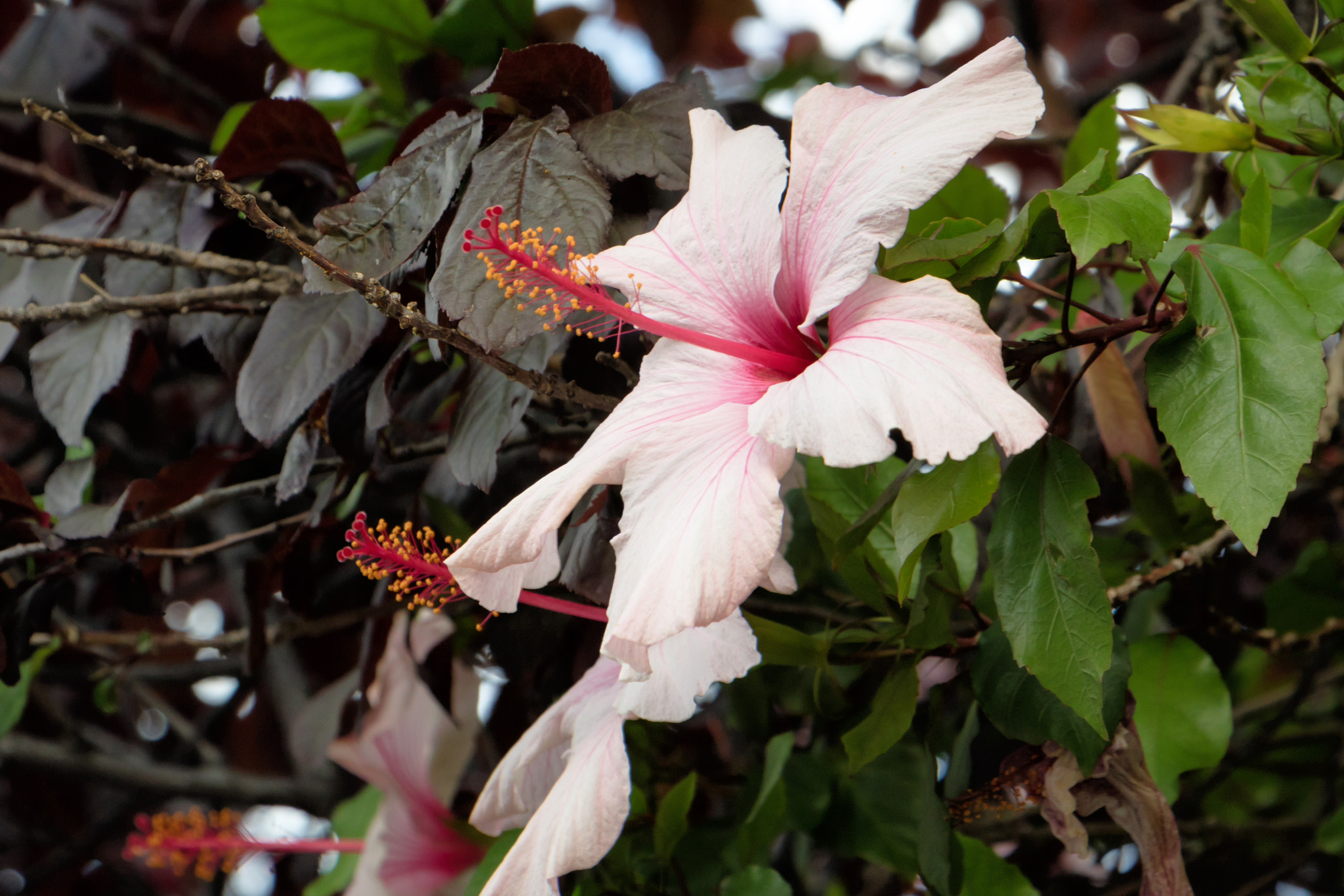 Canon EOS M3 sample photo. Trio of hibiscus photography