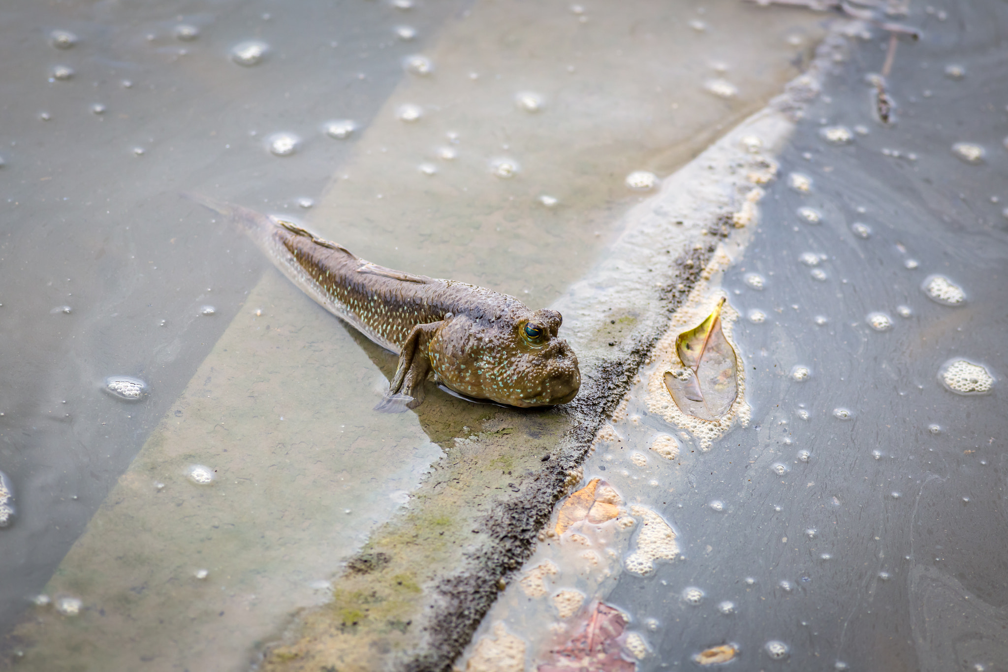 Canon EF 400mm F5.6L USM sample photo. Giant mudskipper photography