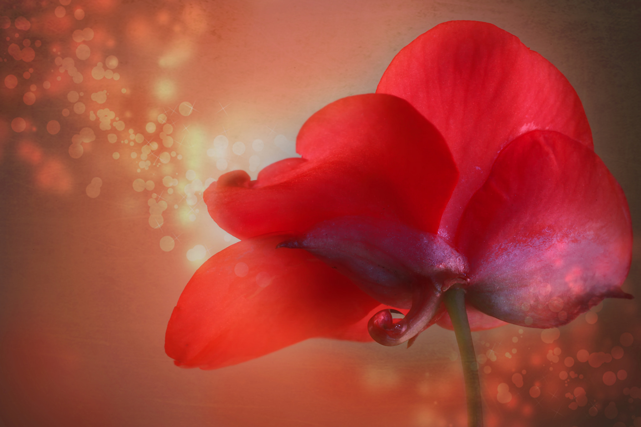 Canon EF 50mm F2.5 Macro sample photo. You were my valentine photography